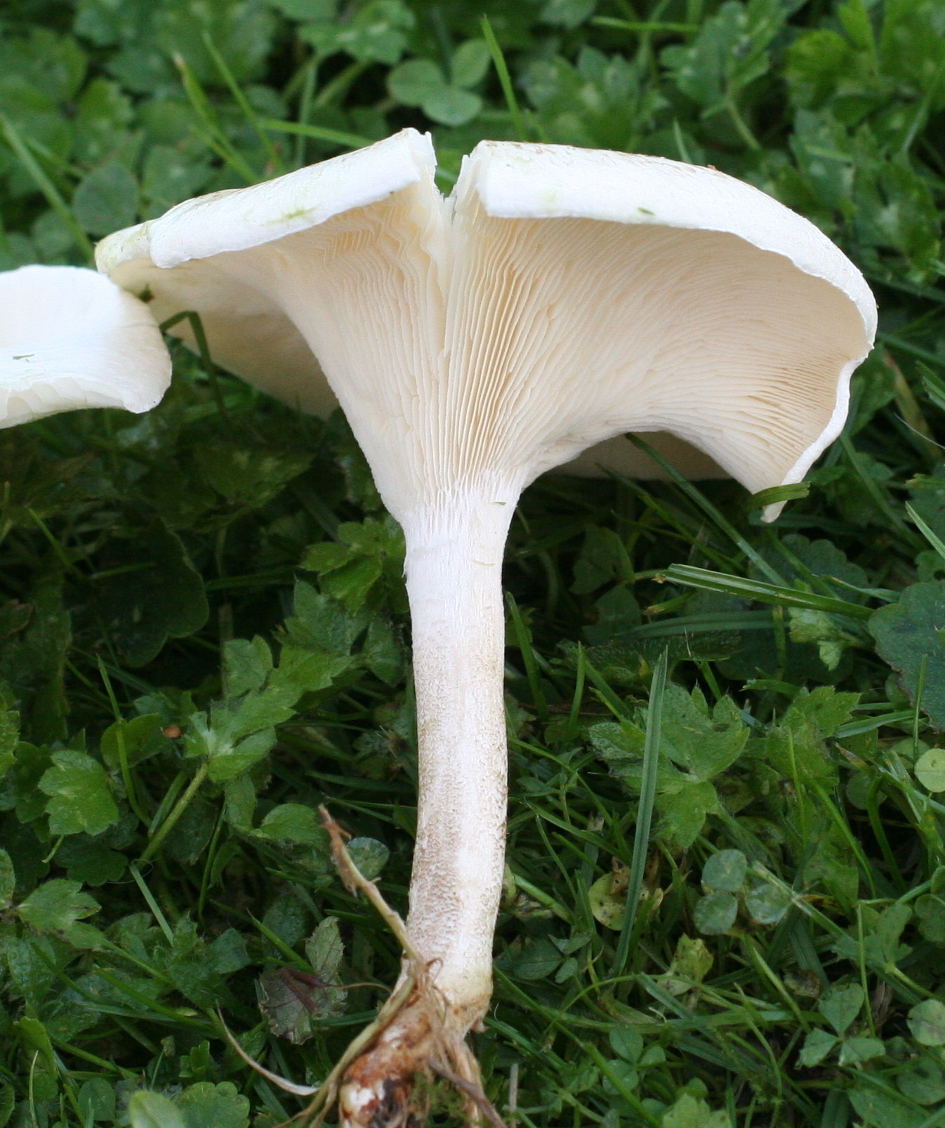 lentinus_tigrinus3md
