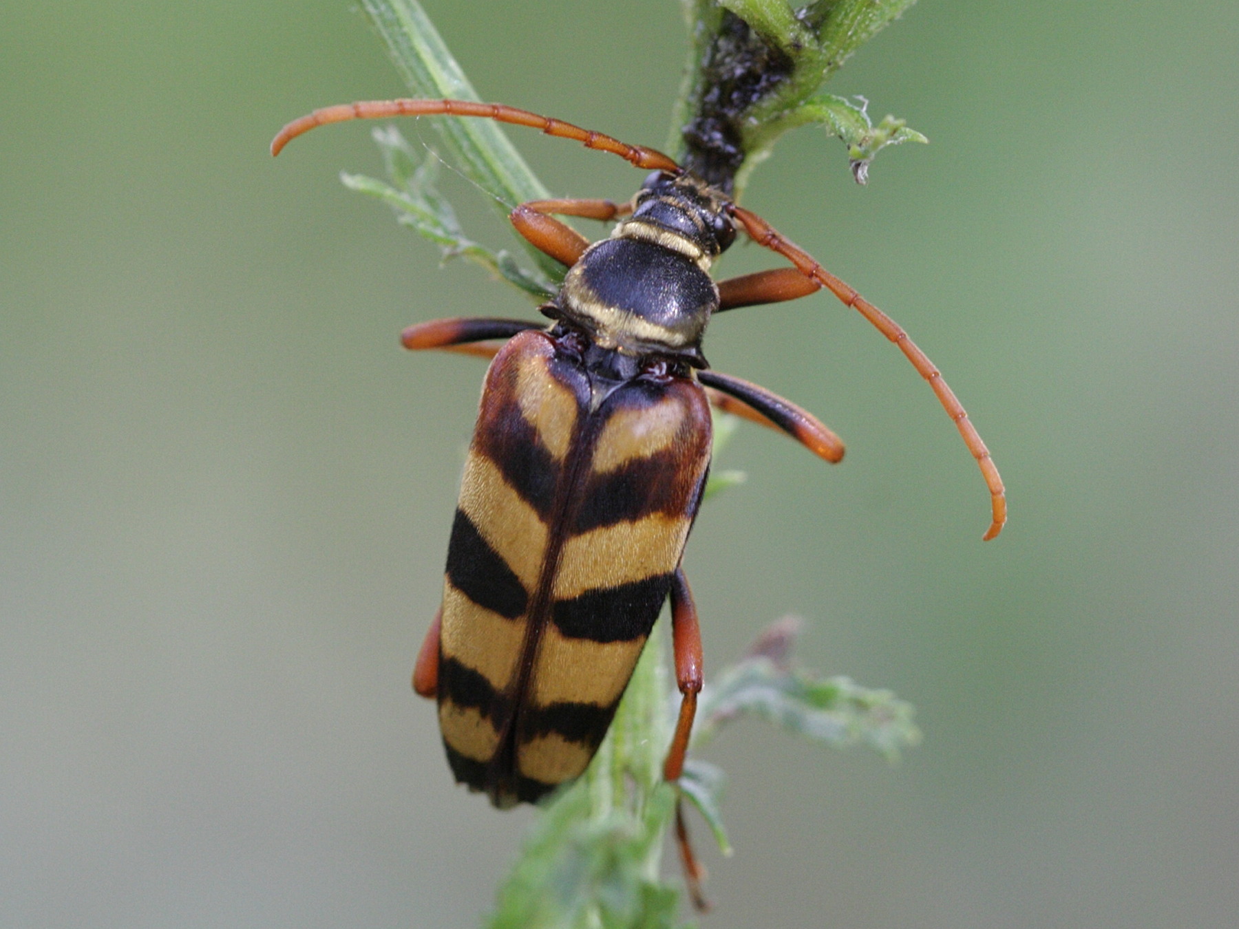 leptura_aurulenta1bd