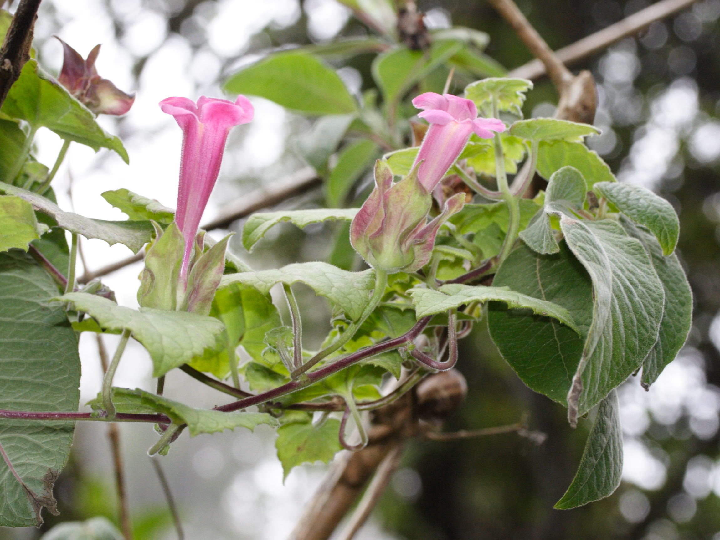 lophospermum_erubescens3md