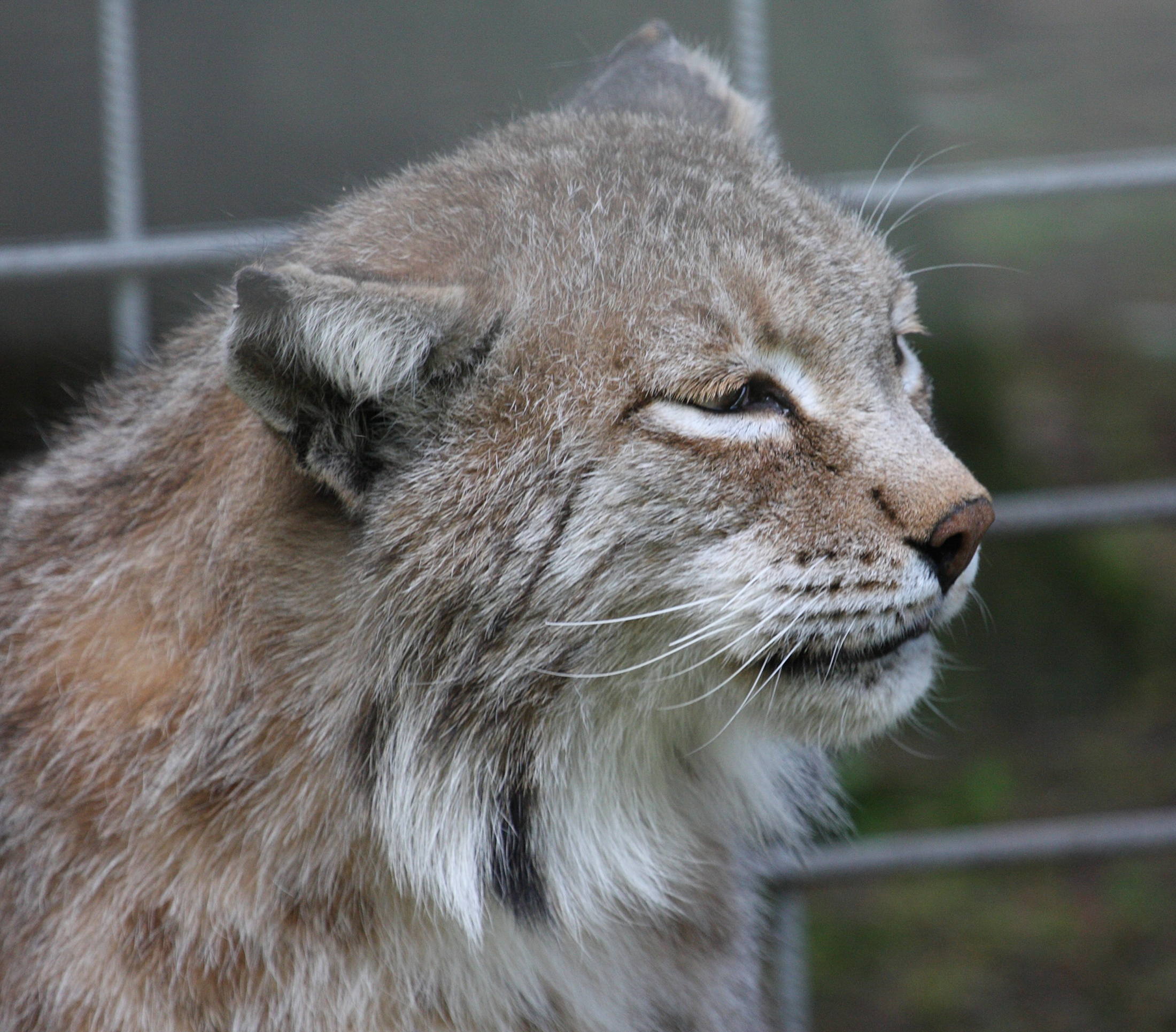 Lynx_lynx