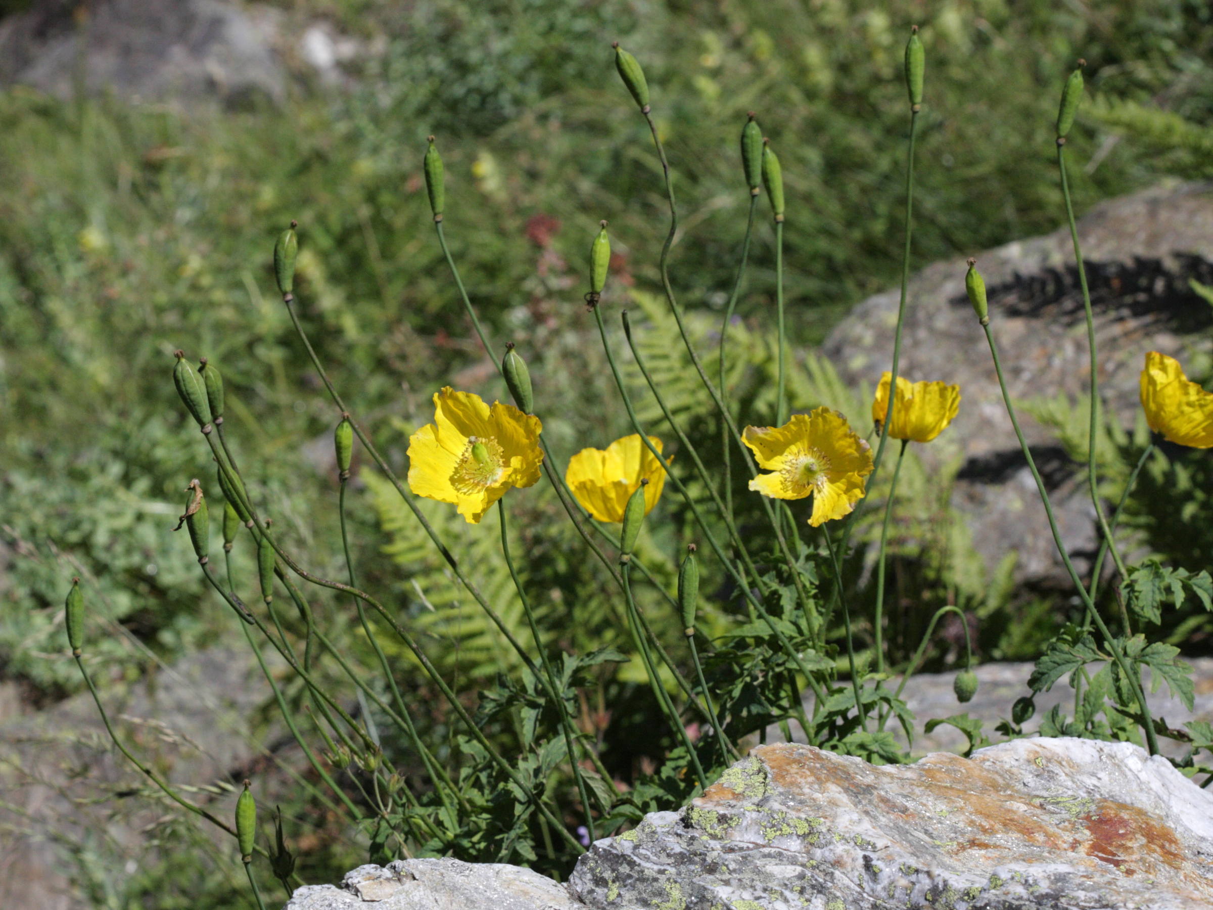 meconopsis_cambrica6bd