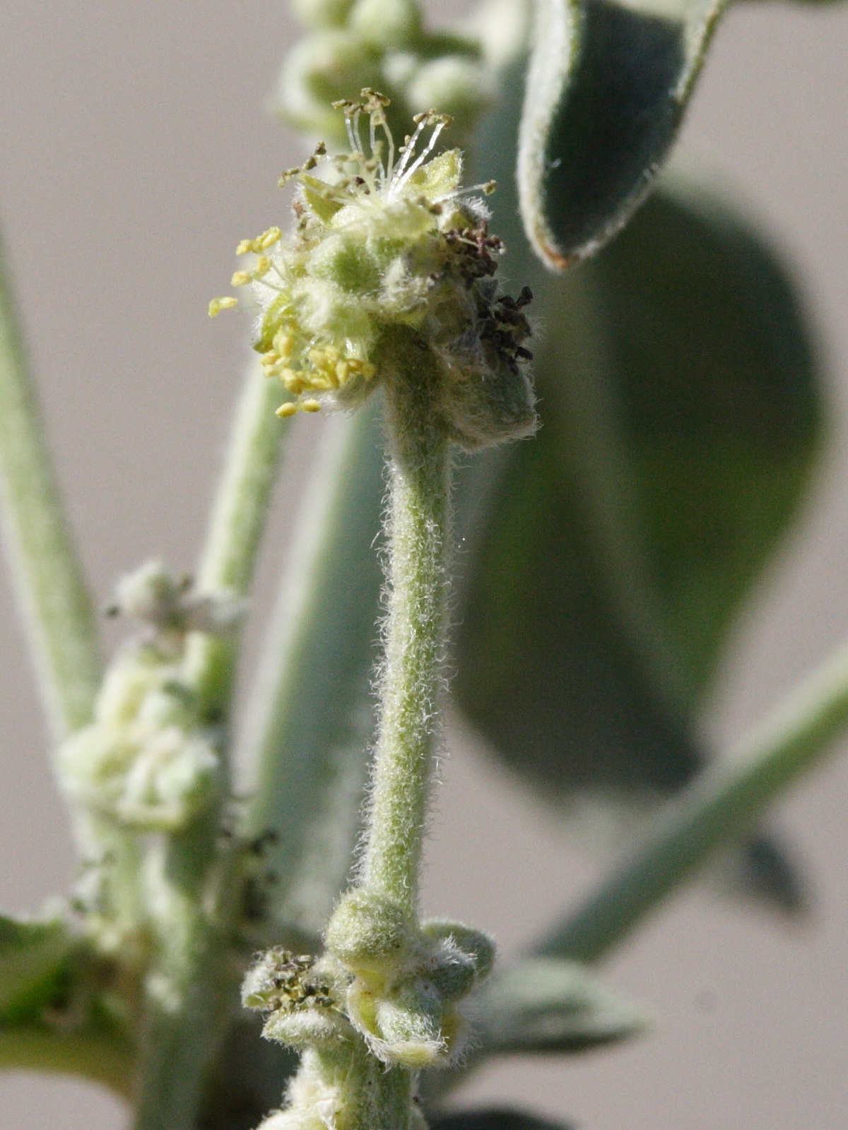 mercurialis_tomentosa3md