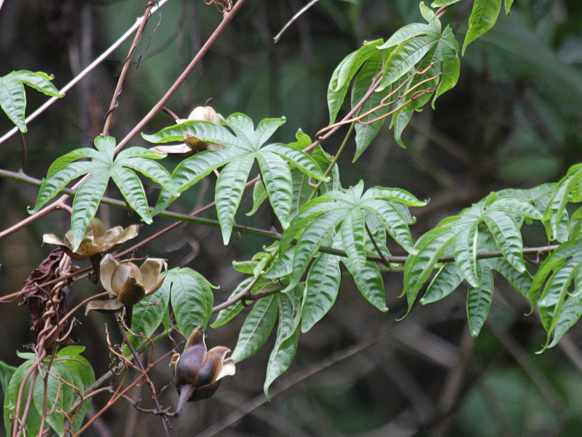 merremia_tuberosa2bd