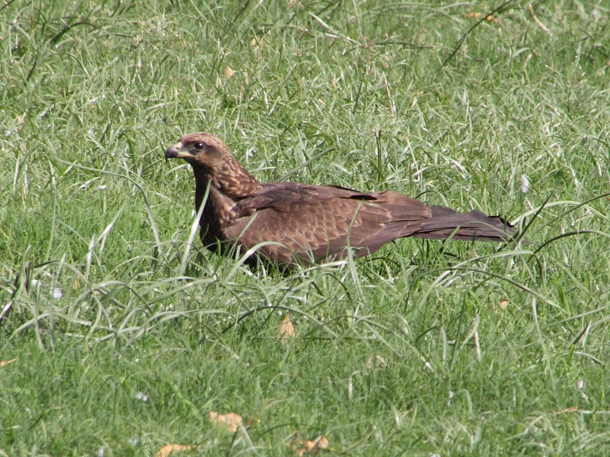 milan_noir_-_milvus_migrans6md