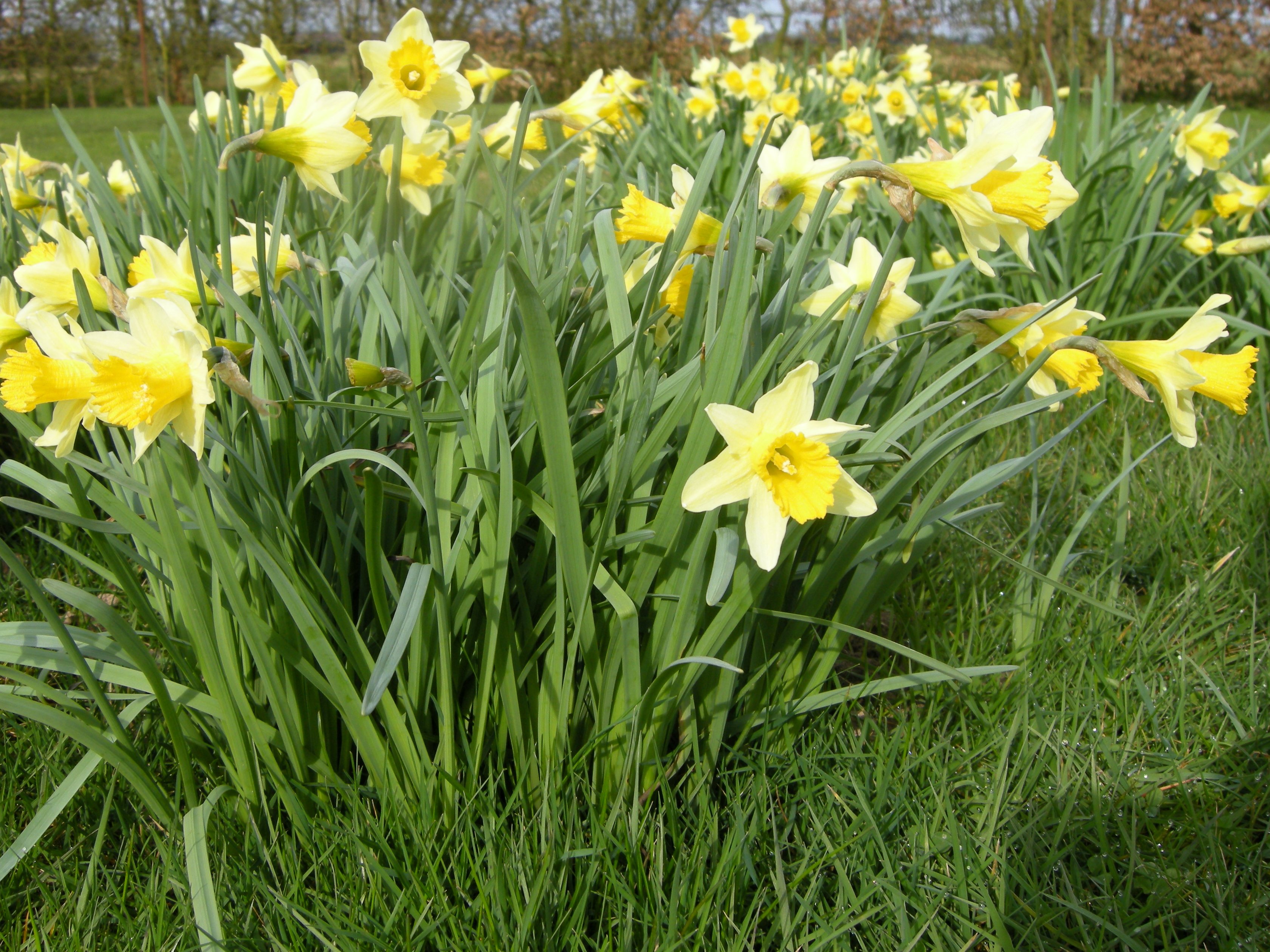 narcissus_pseudonarcissus2md