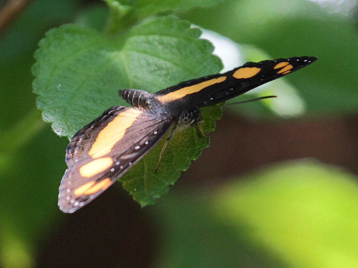 neptis_mayottensis3bd