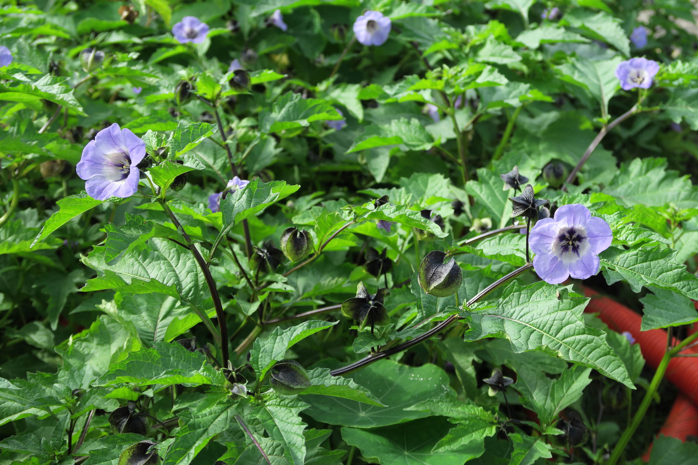 Nicandra_physalodes