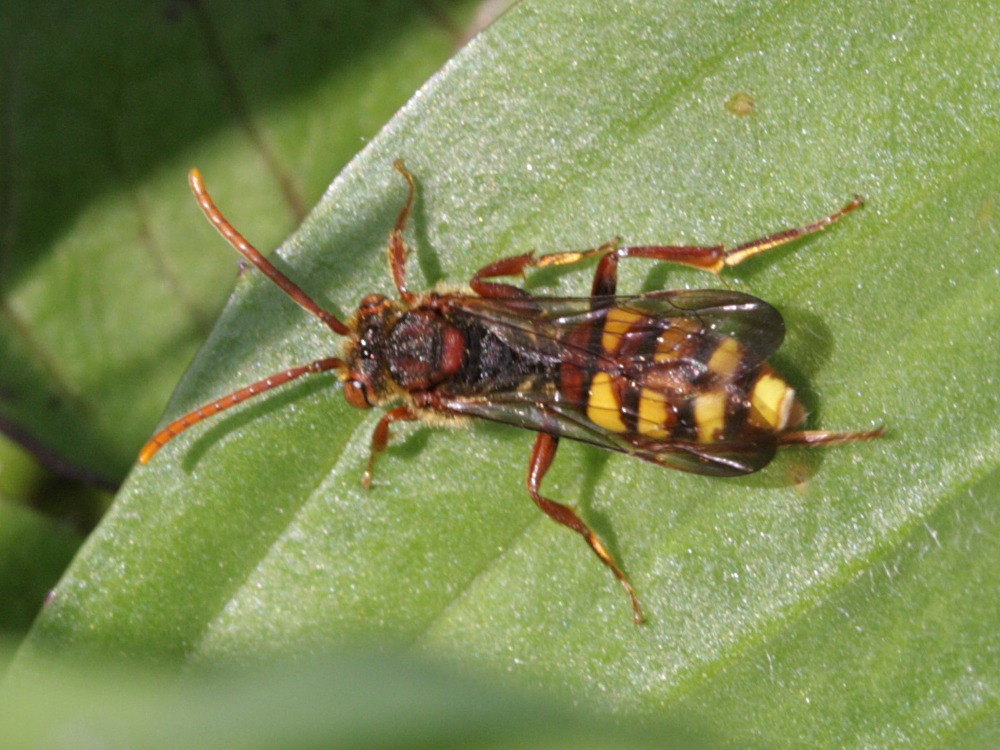 nomada_sp2bd