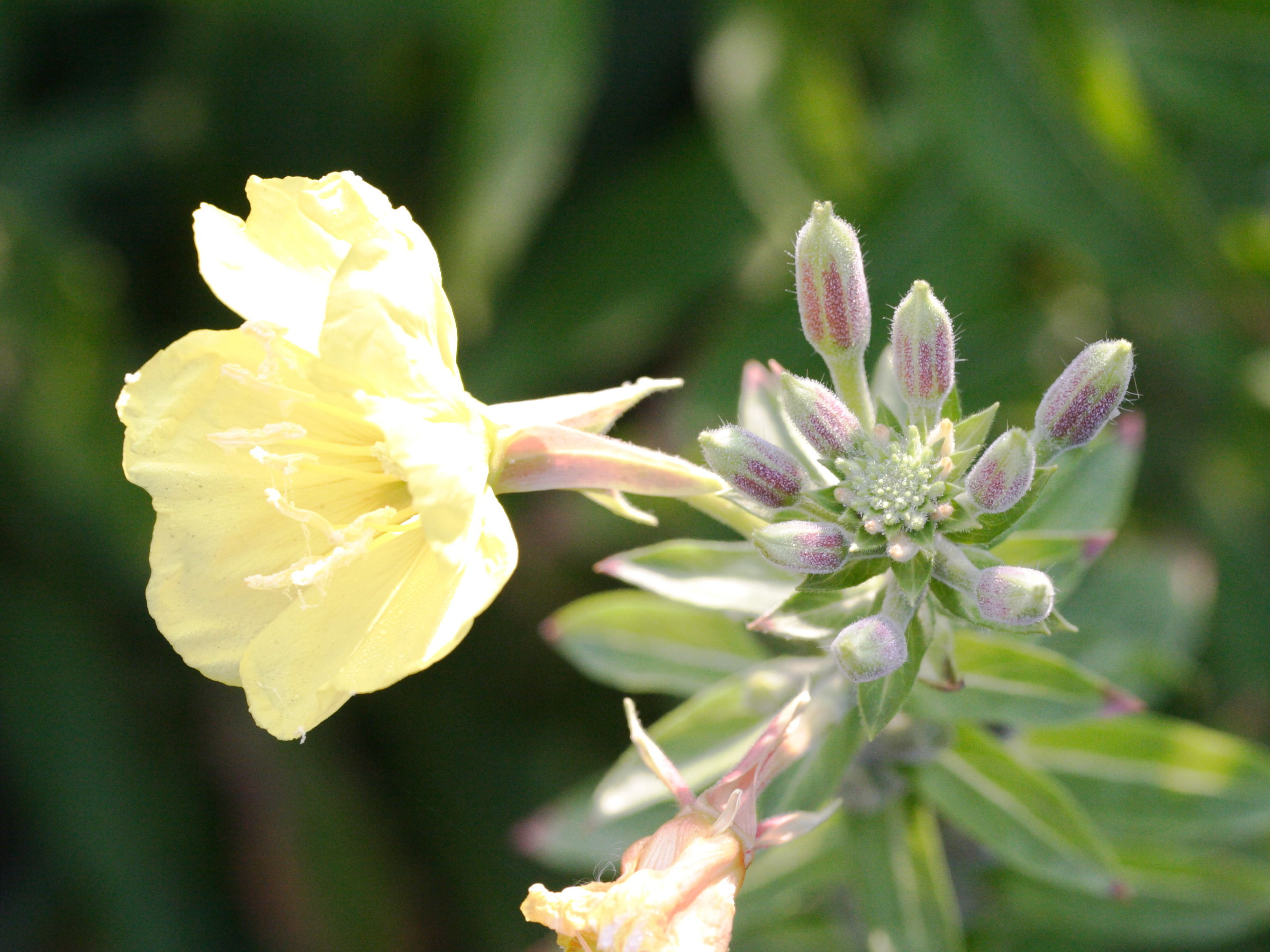 Afficher le média oenothera_velutina3md oenothera_velutina3md