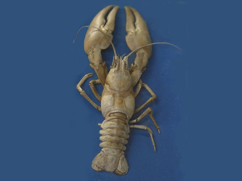 Afficher le média pacifastacus_leniusculus1md pacifastacus_leniusculus1md