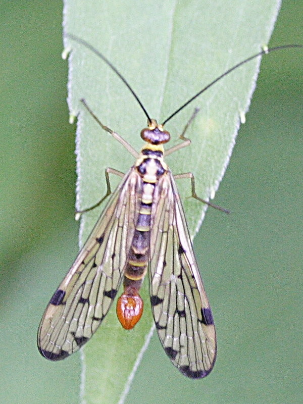 panorpa_germanica1md