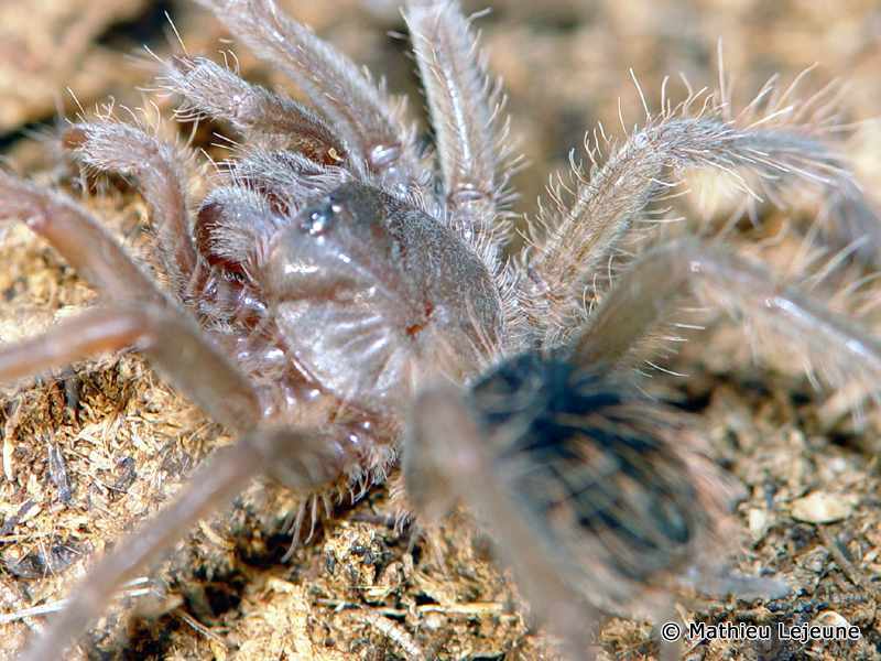 panphobeteus_antinous1ml