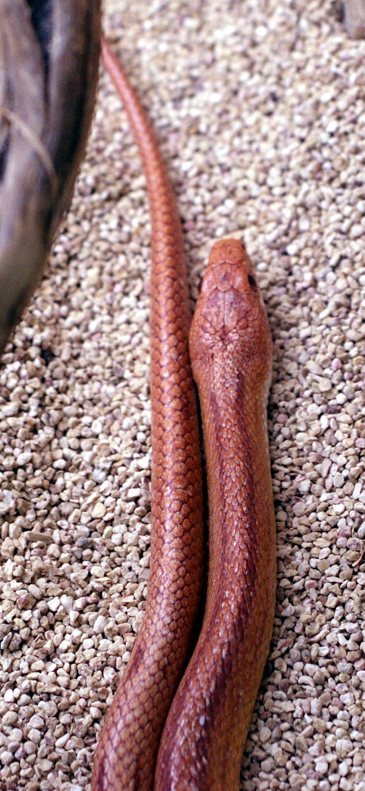 Afficher le média pantherophis_guttatus2md pantherophis_guttatus2md