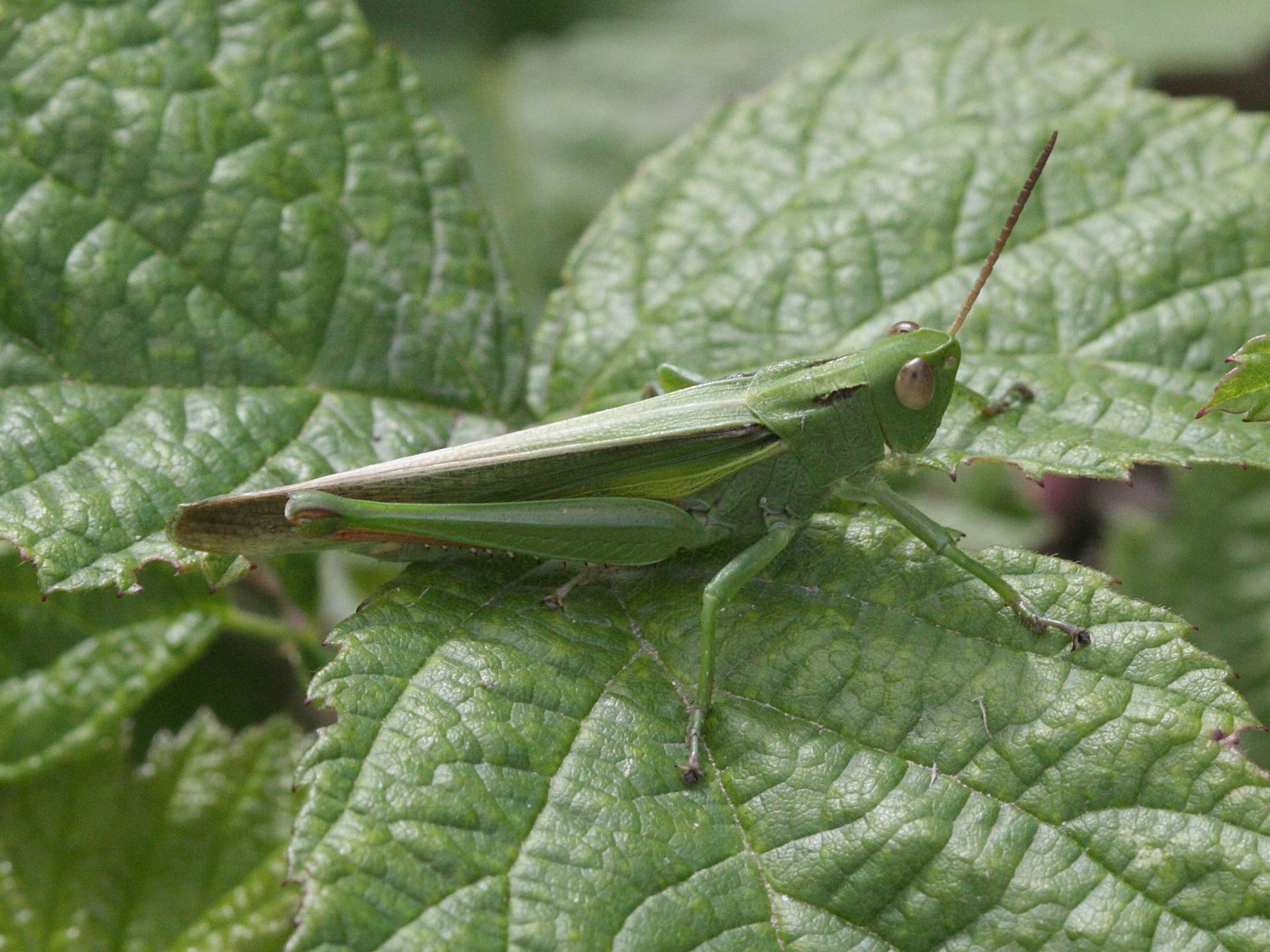 paracinema_tricolor2bd