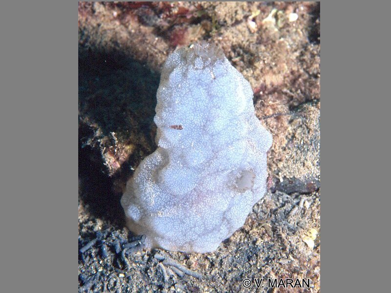 Afficher le média phallusia_mamillata2vm phallusia_mamillata2vm