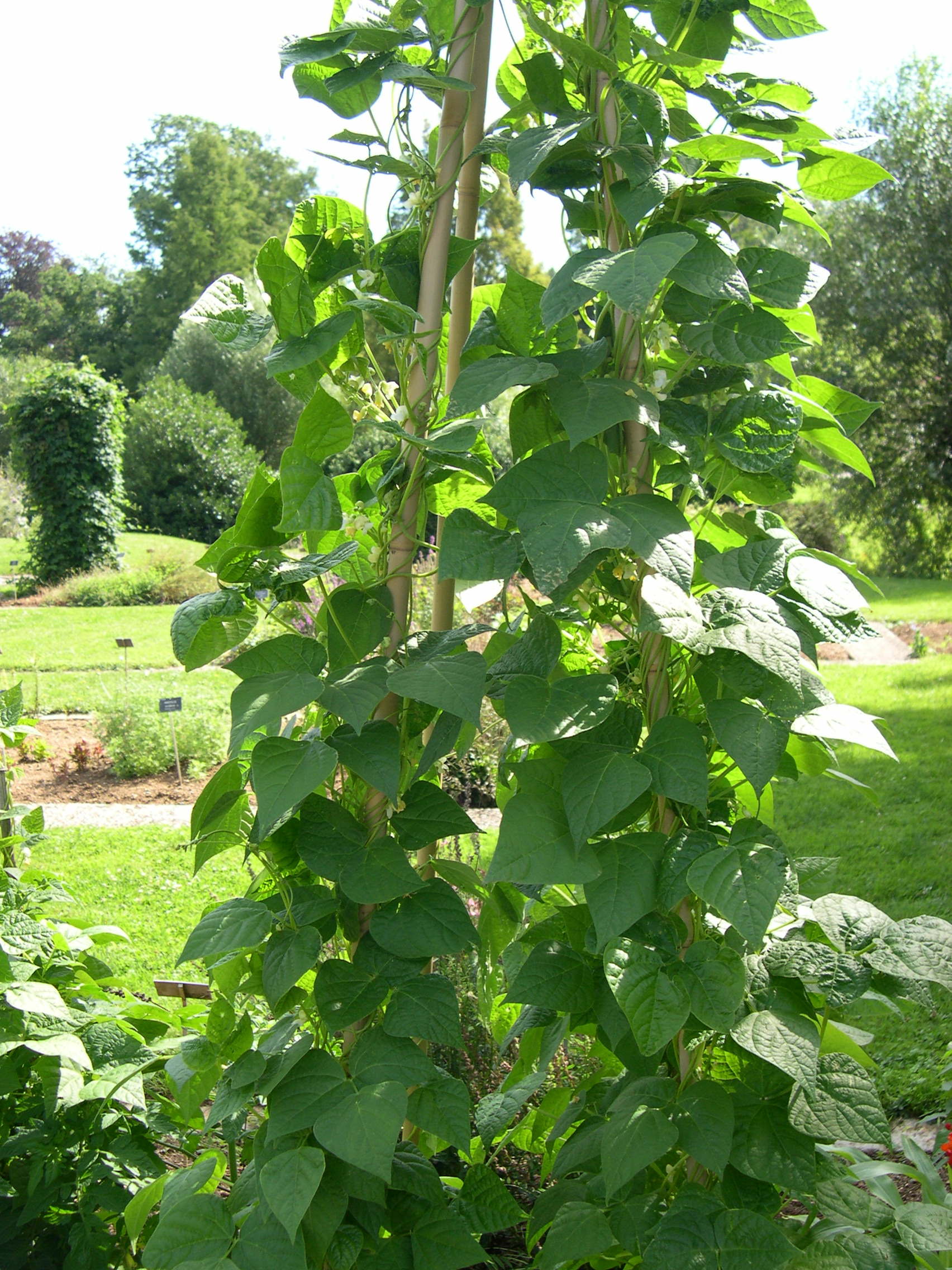 phaseolus_vulgaris2md