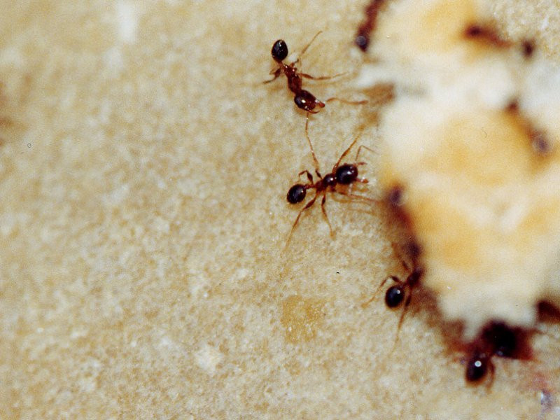 pheidole_pallidula1md