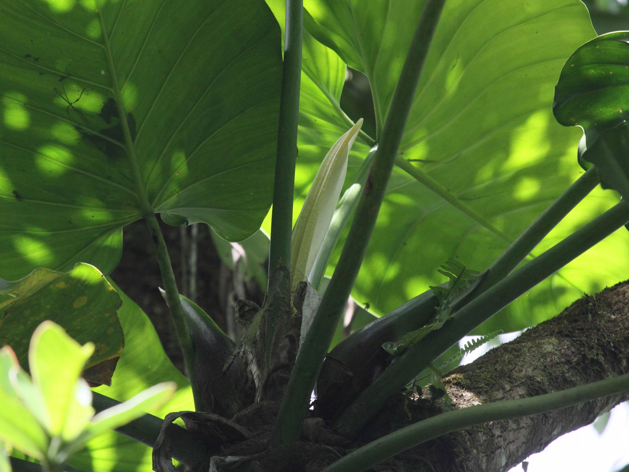 philodendron_giganteum4bd