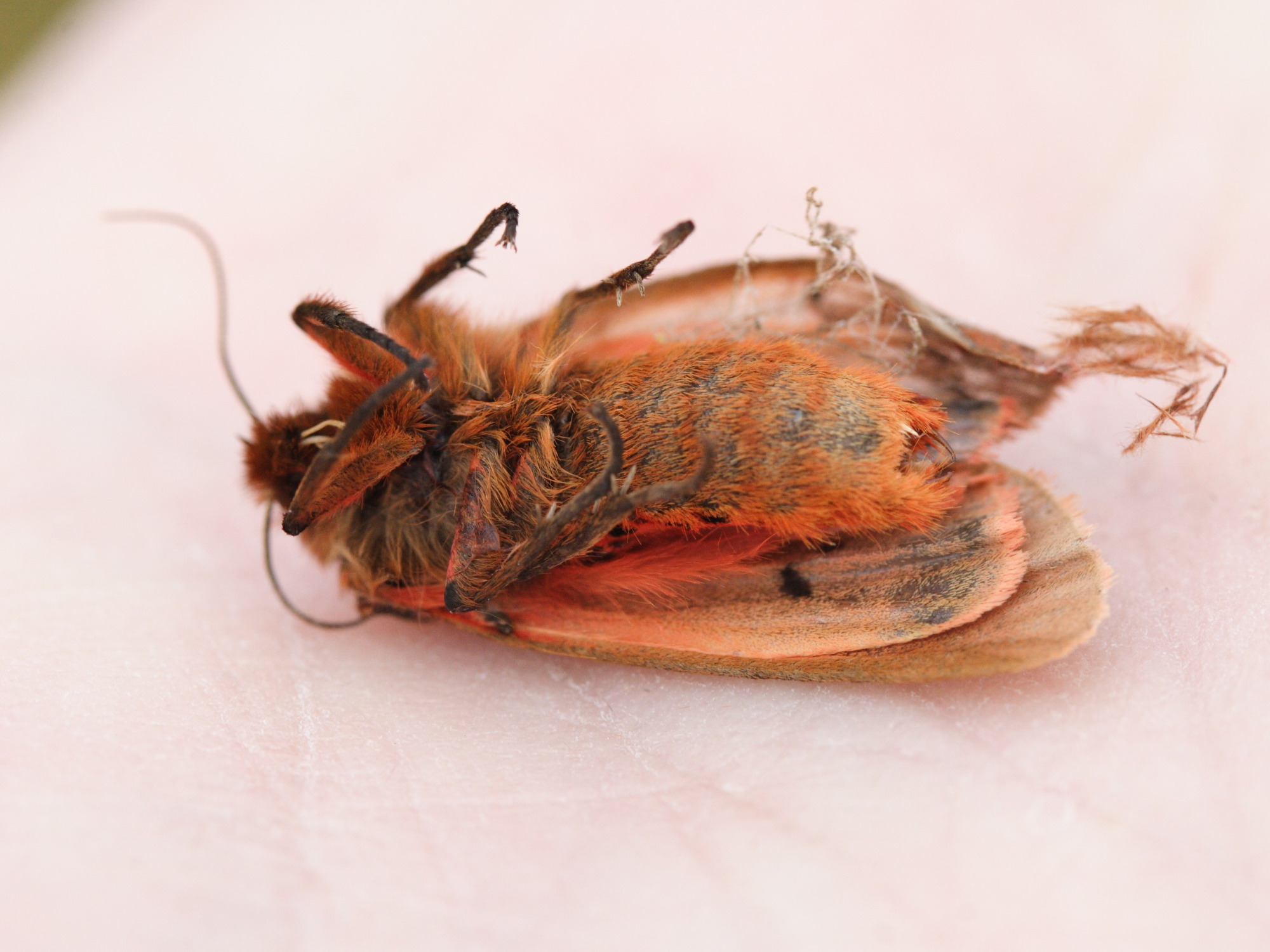 phragmatobia_fuliginosa2md