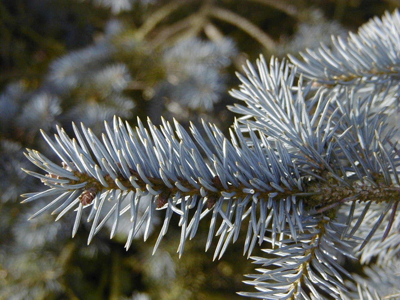 picea_pungens2md