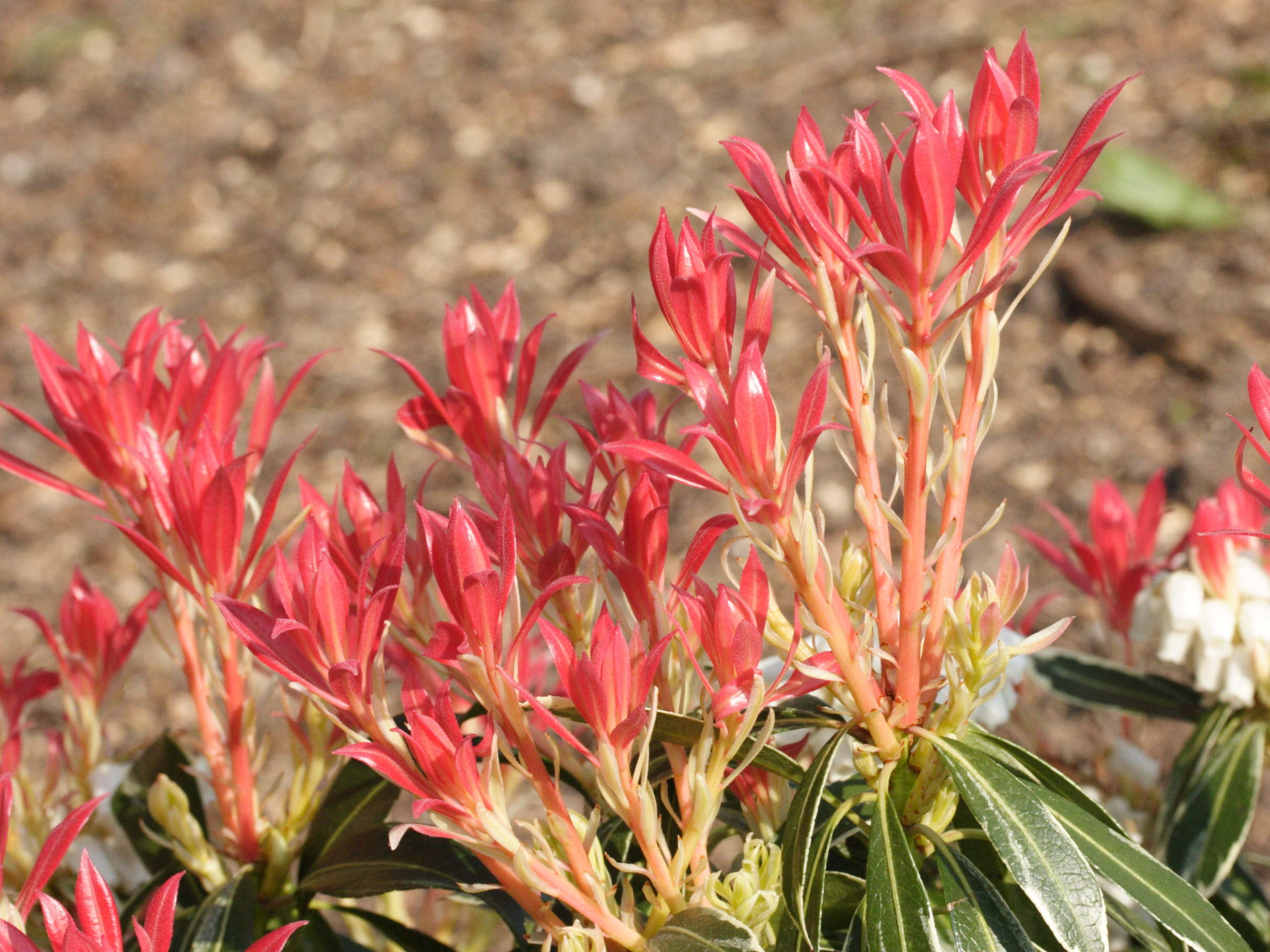 pieris_japonica_flaming_silver2md