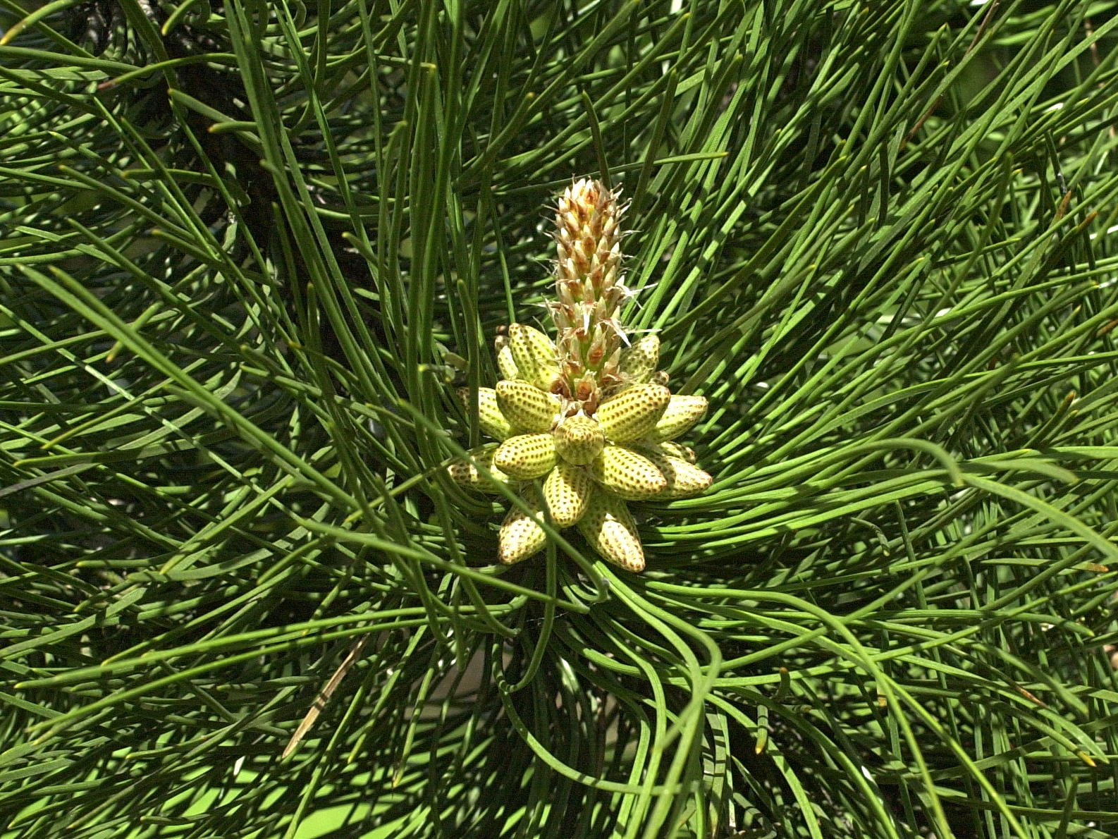 Pinus_nigra