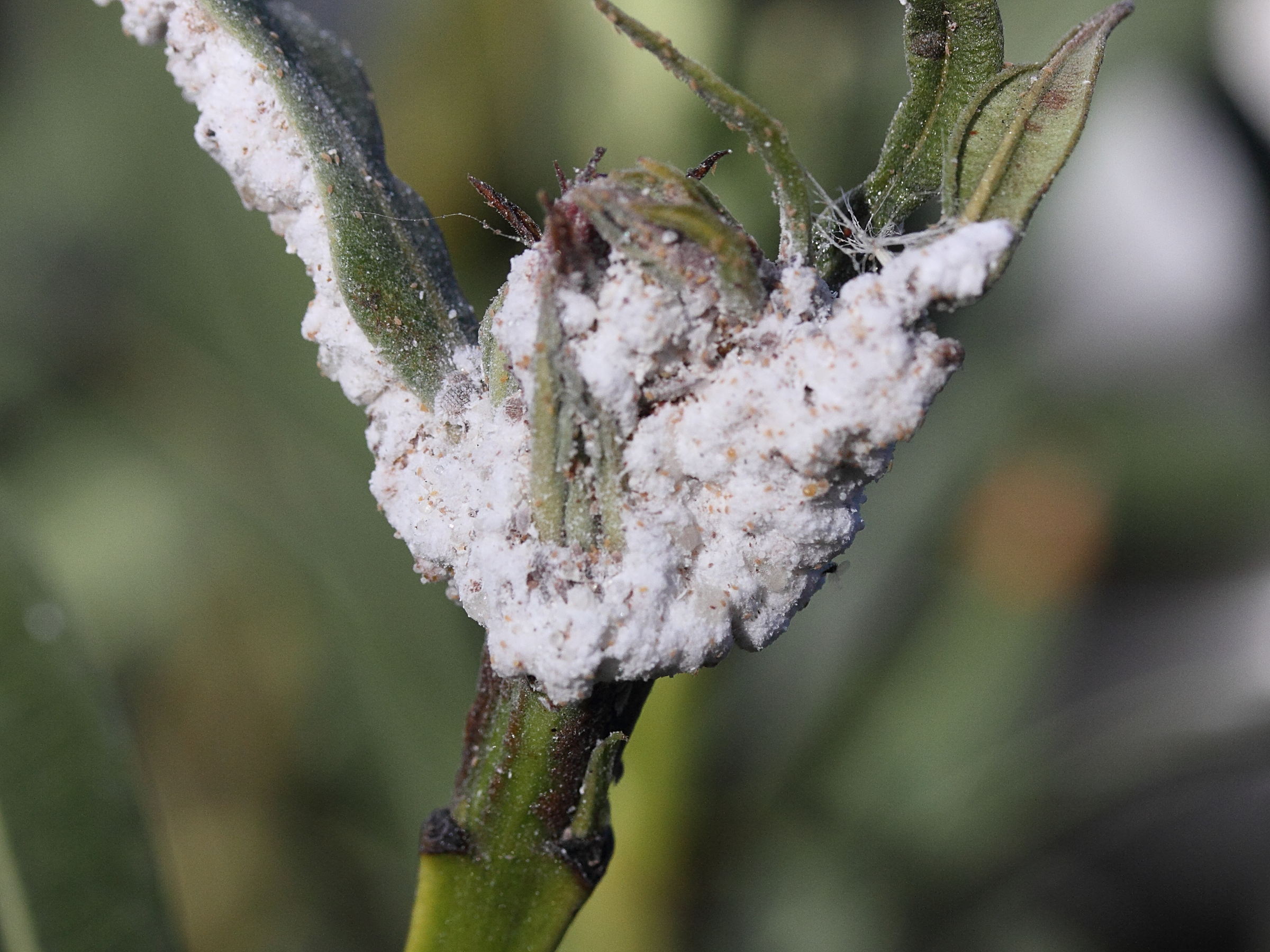 planococcus_citri1md