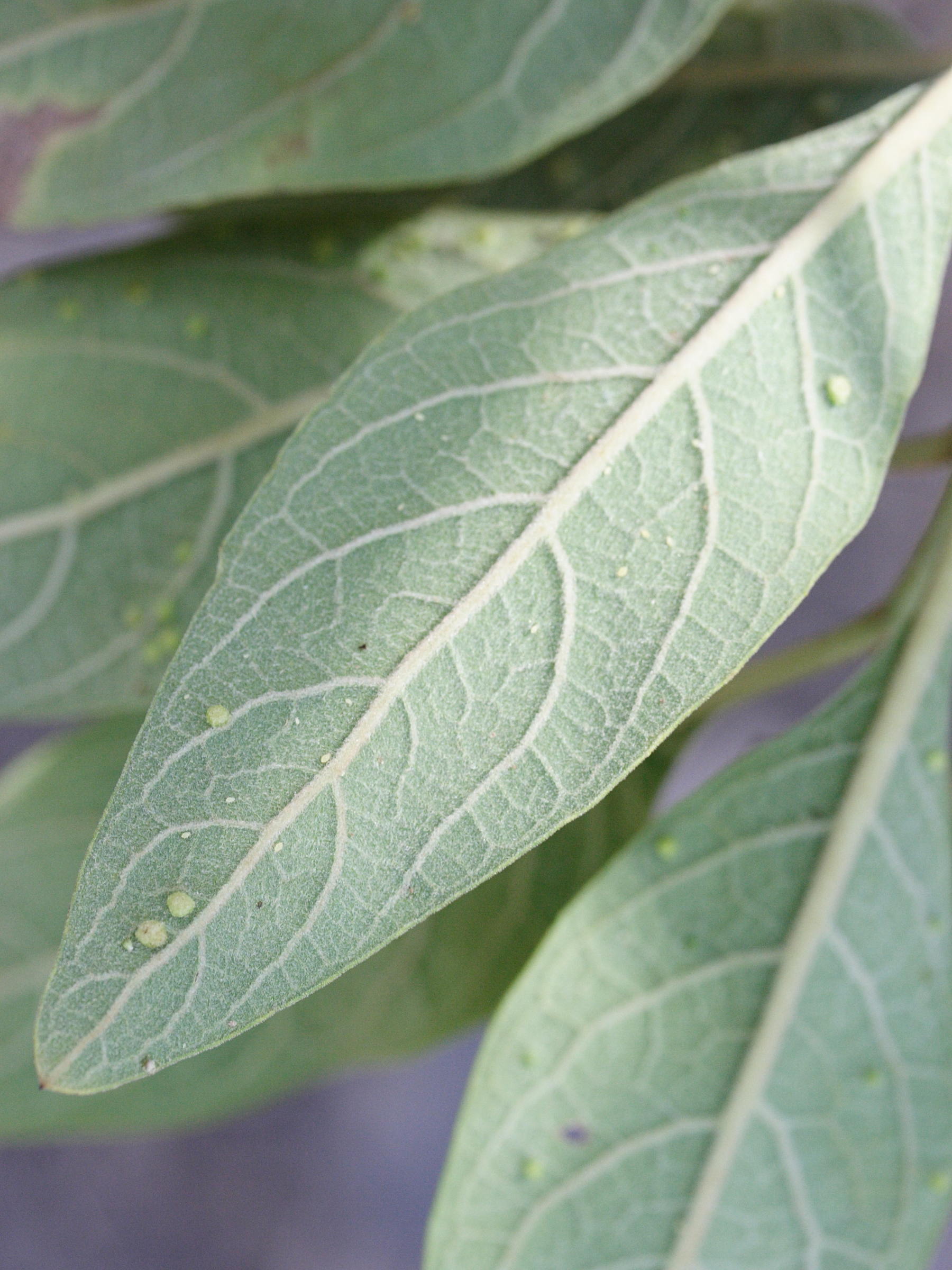 pluchea_carolinensis3md