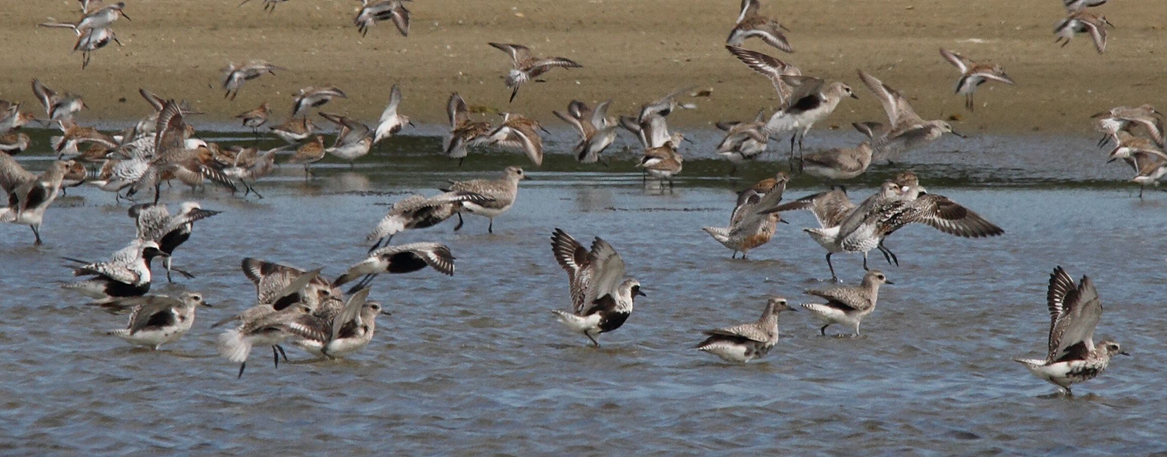 pluvier_argente_-_pluvialis_squatarola5bd