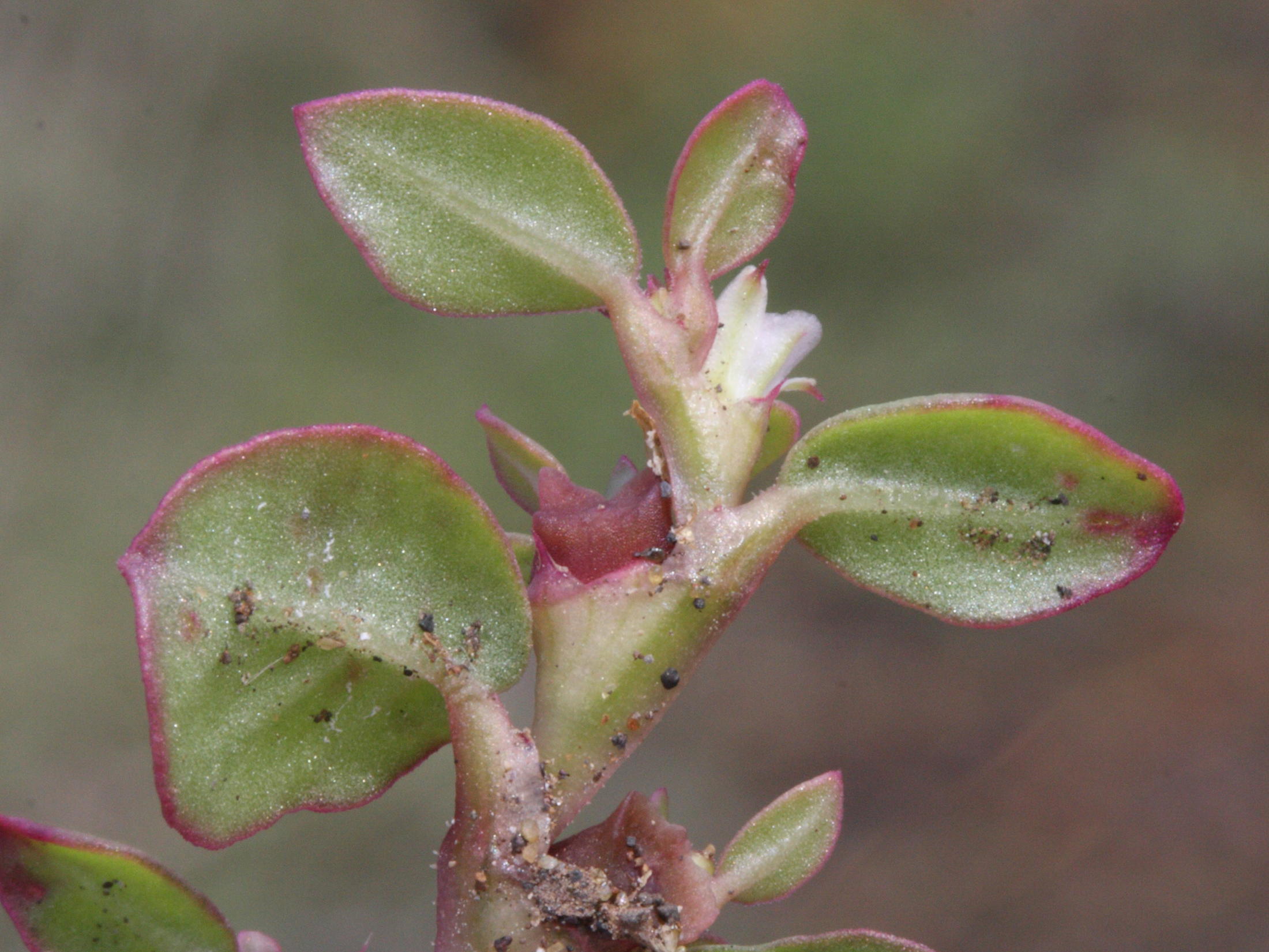 polygonum_plebeium3md