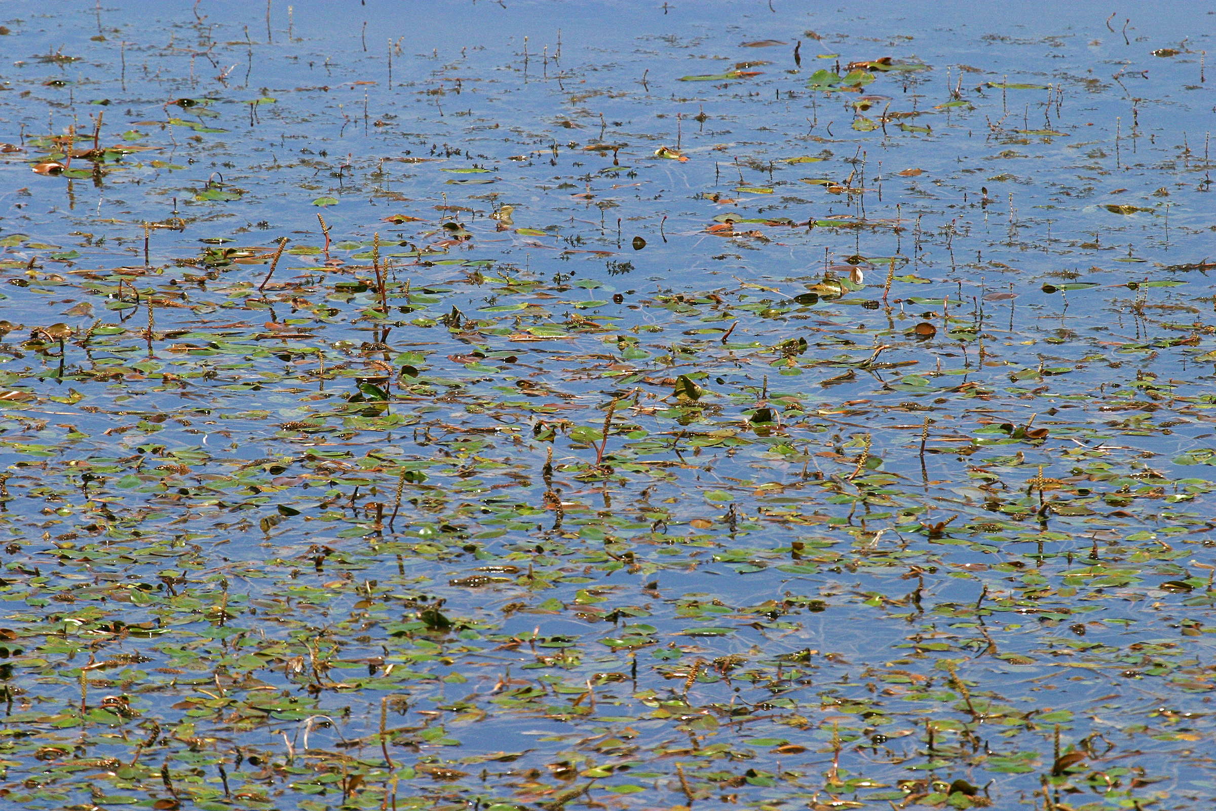 potamogeton_natans1bd