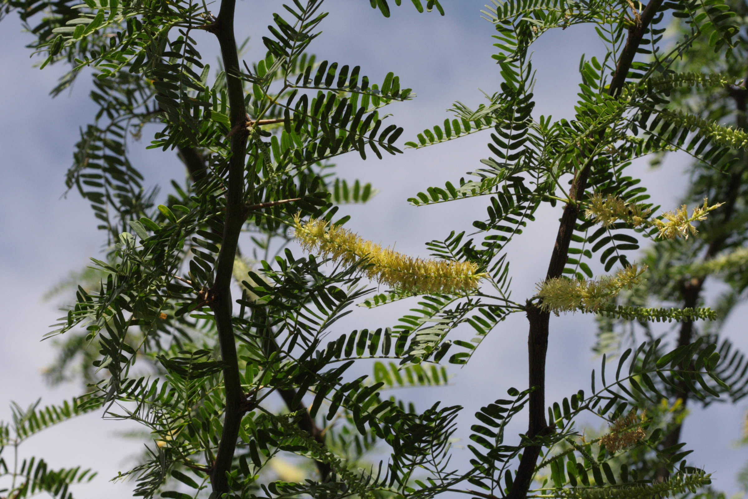 prosopis_juliflora1bd