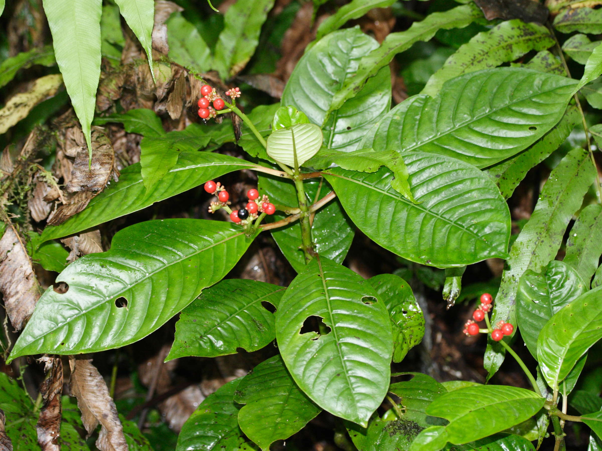 psychotria_uliginosa3md