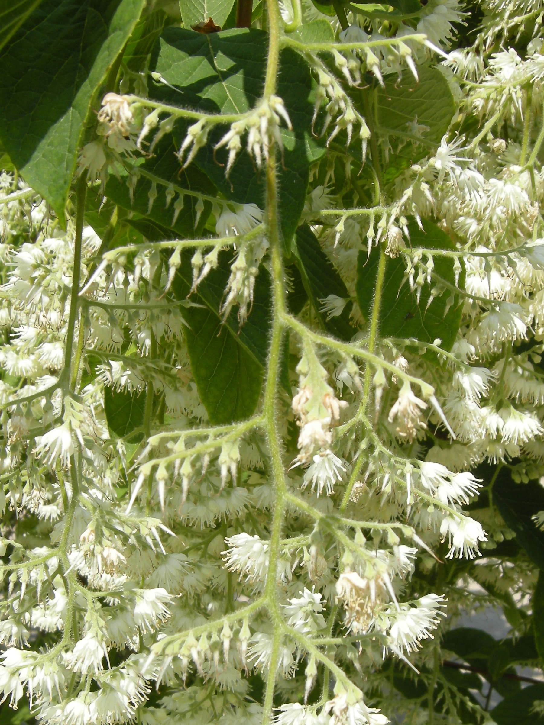 Afficher le média pterostyrax_hispida3md pterostyrax_hispida3md