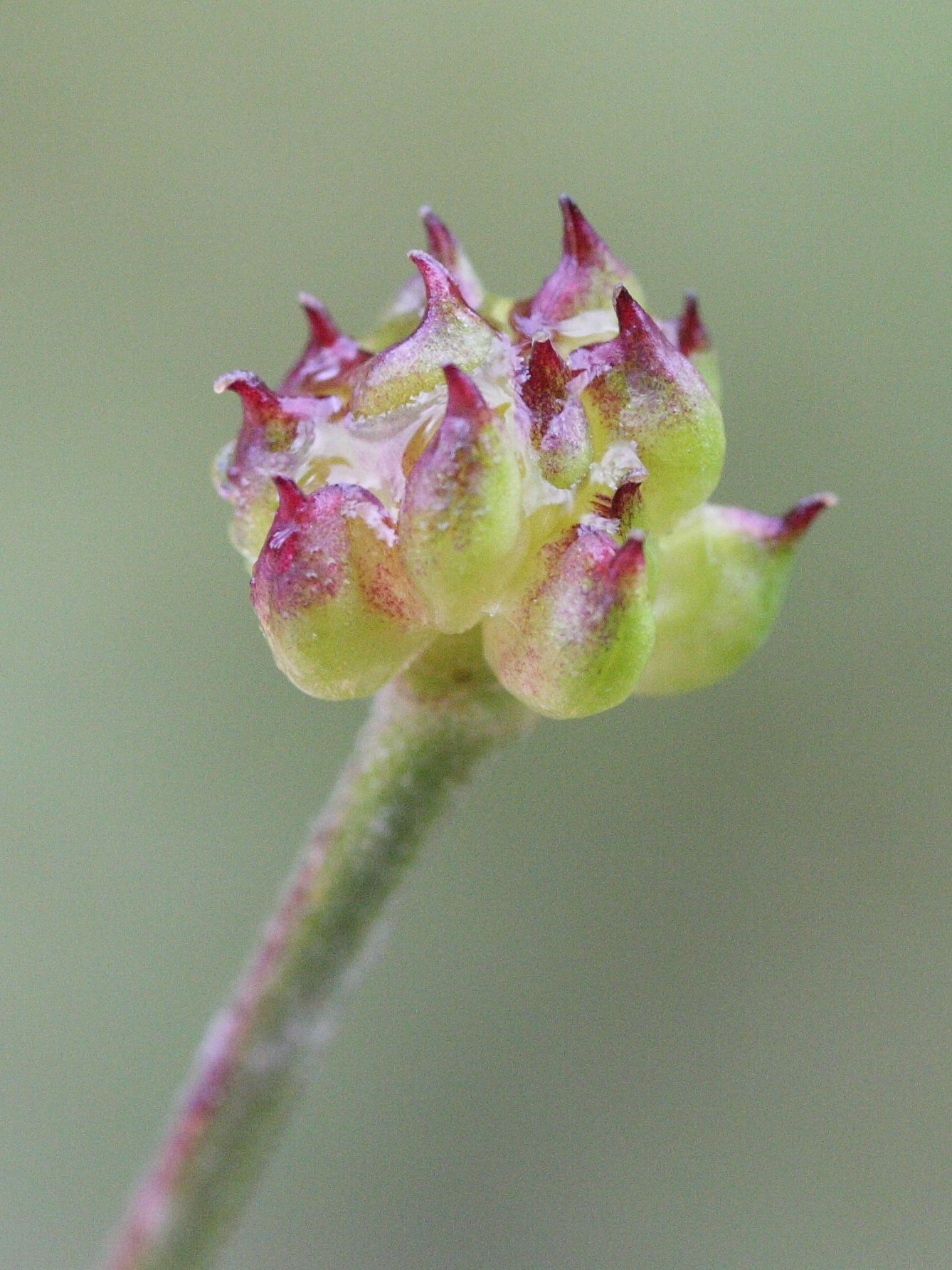 Afficher le média ranunculus_aconitifolius6md ranunculus_aconitifolius6md