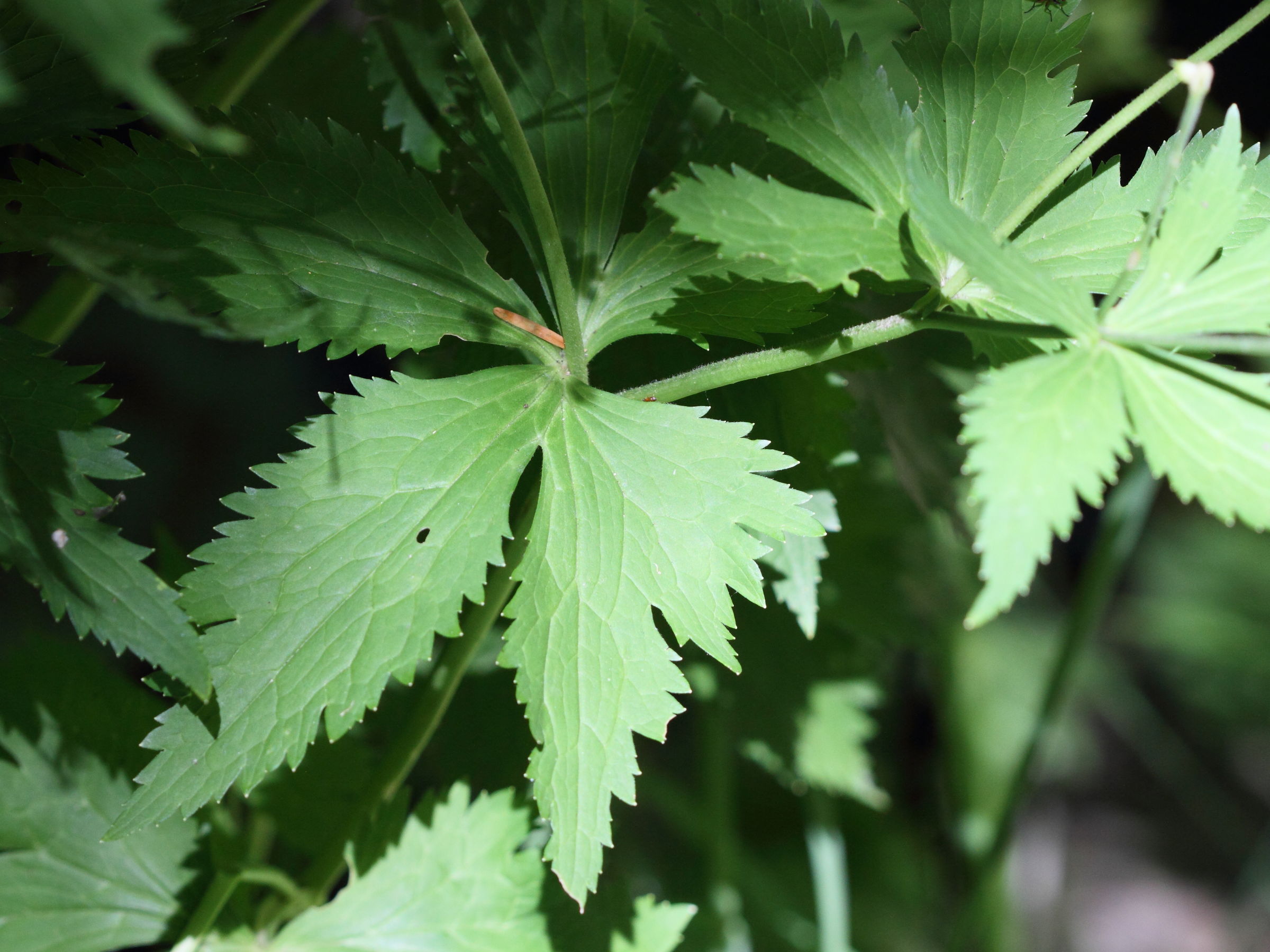 Afficher le média ranunculus_aconitifolius8md ranunculus_aconitifolius8md