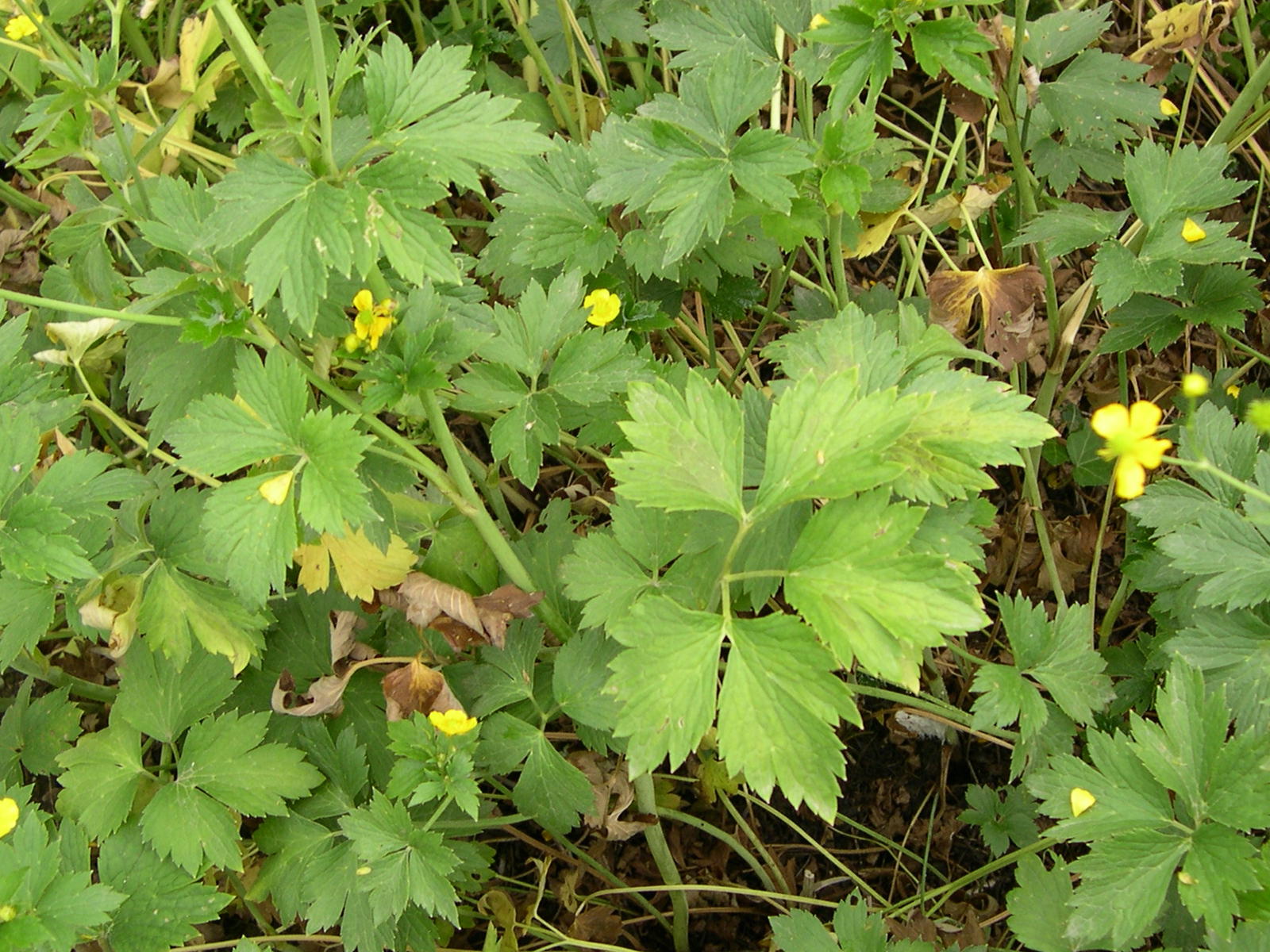 ranunculus_bulbosus2md