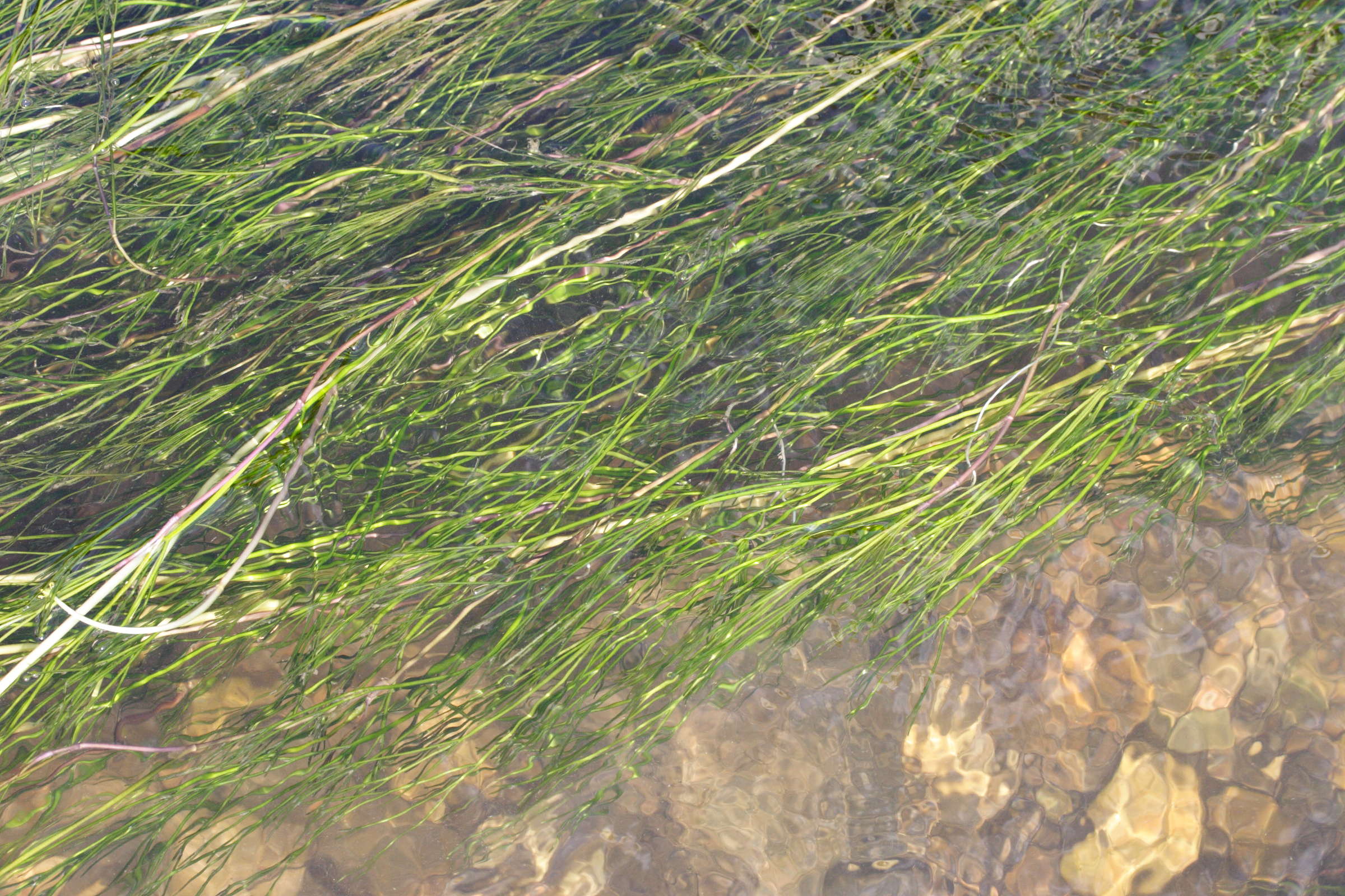 Afficher le média ranunculus_fluitans3md ranunculus_fluitans3md