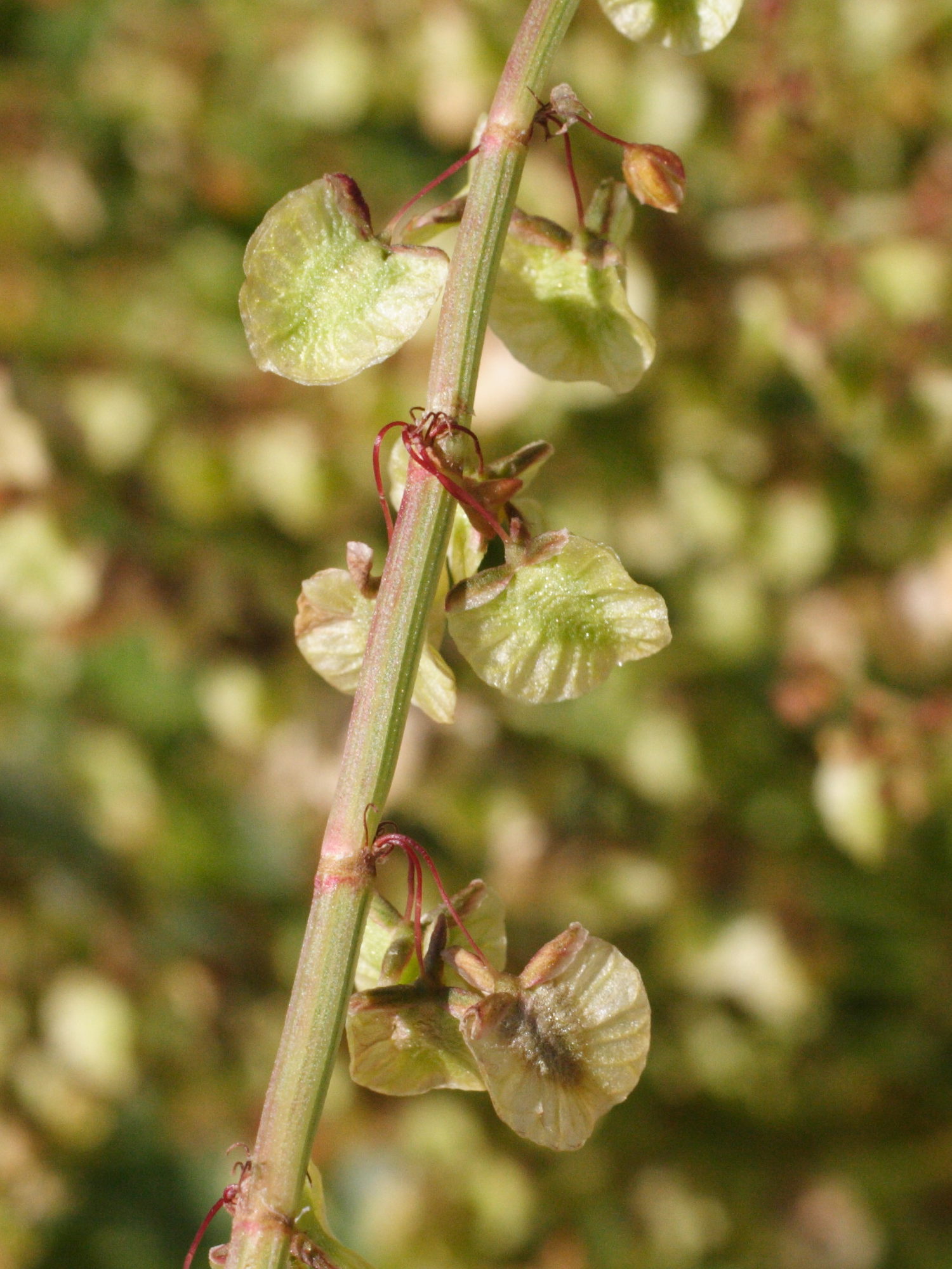 rumex_roseus4md