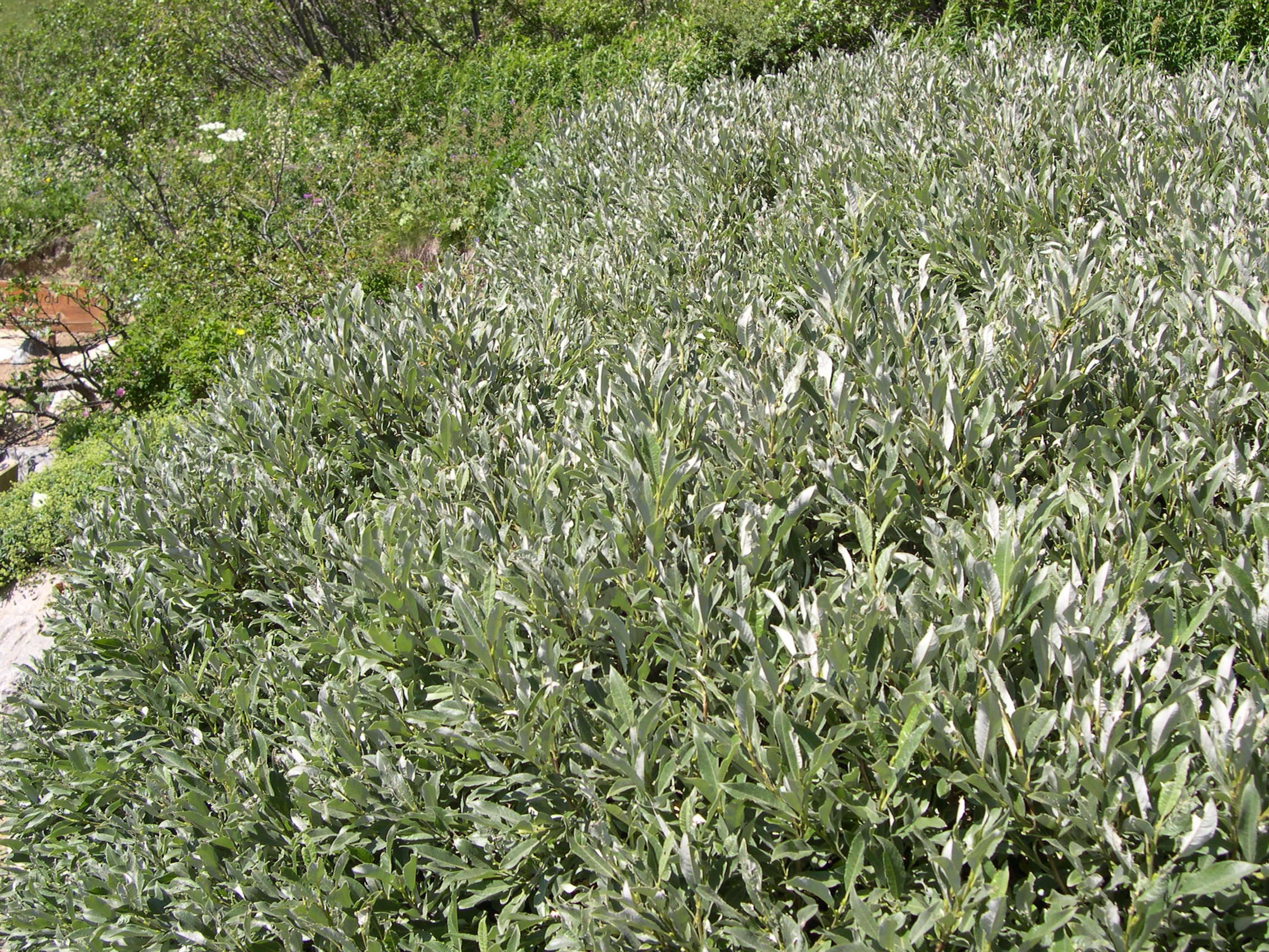 salix_glaucosericea1md