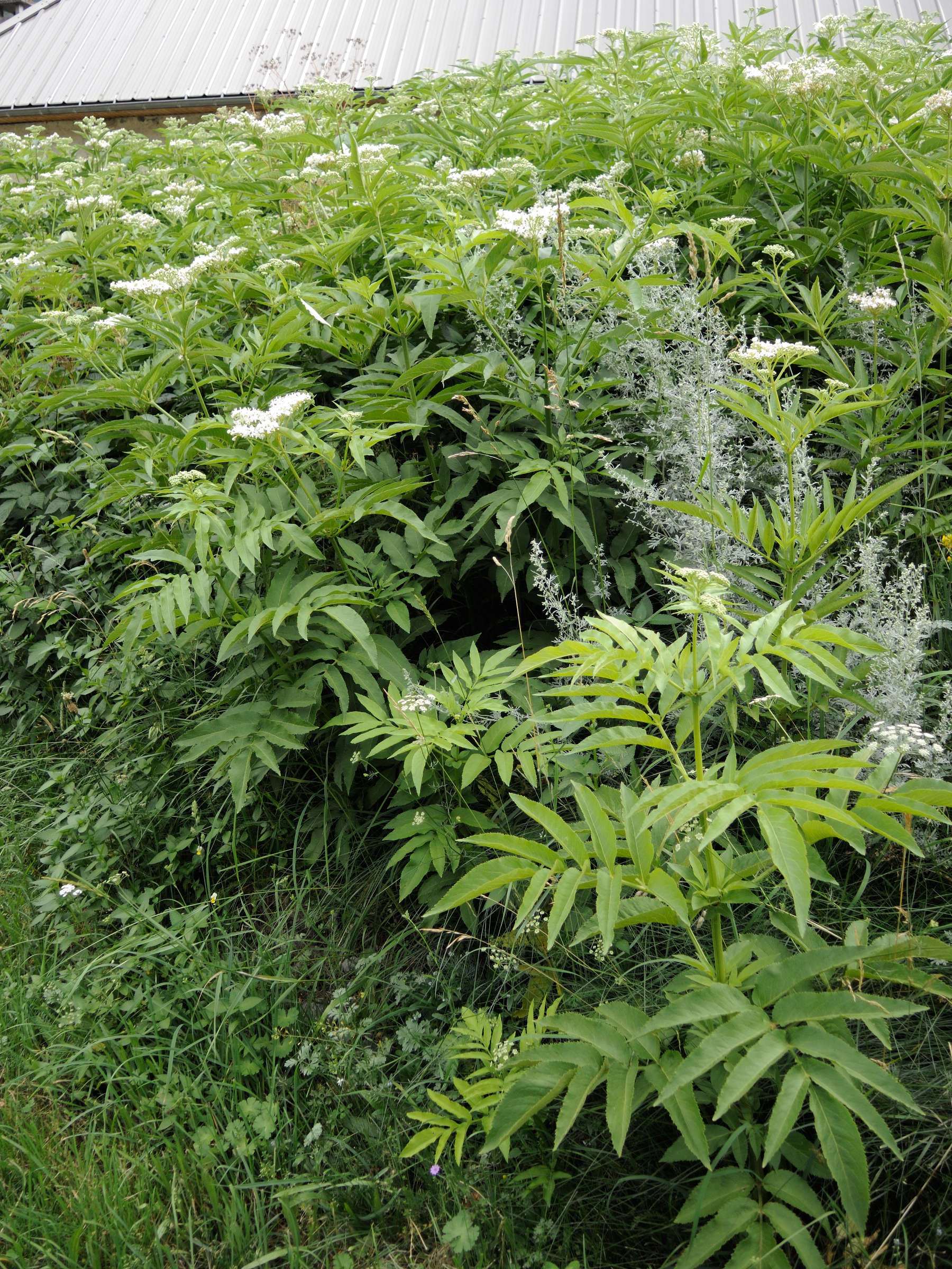 sambucus_ebulus1md