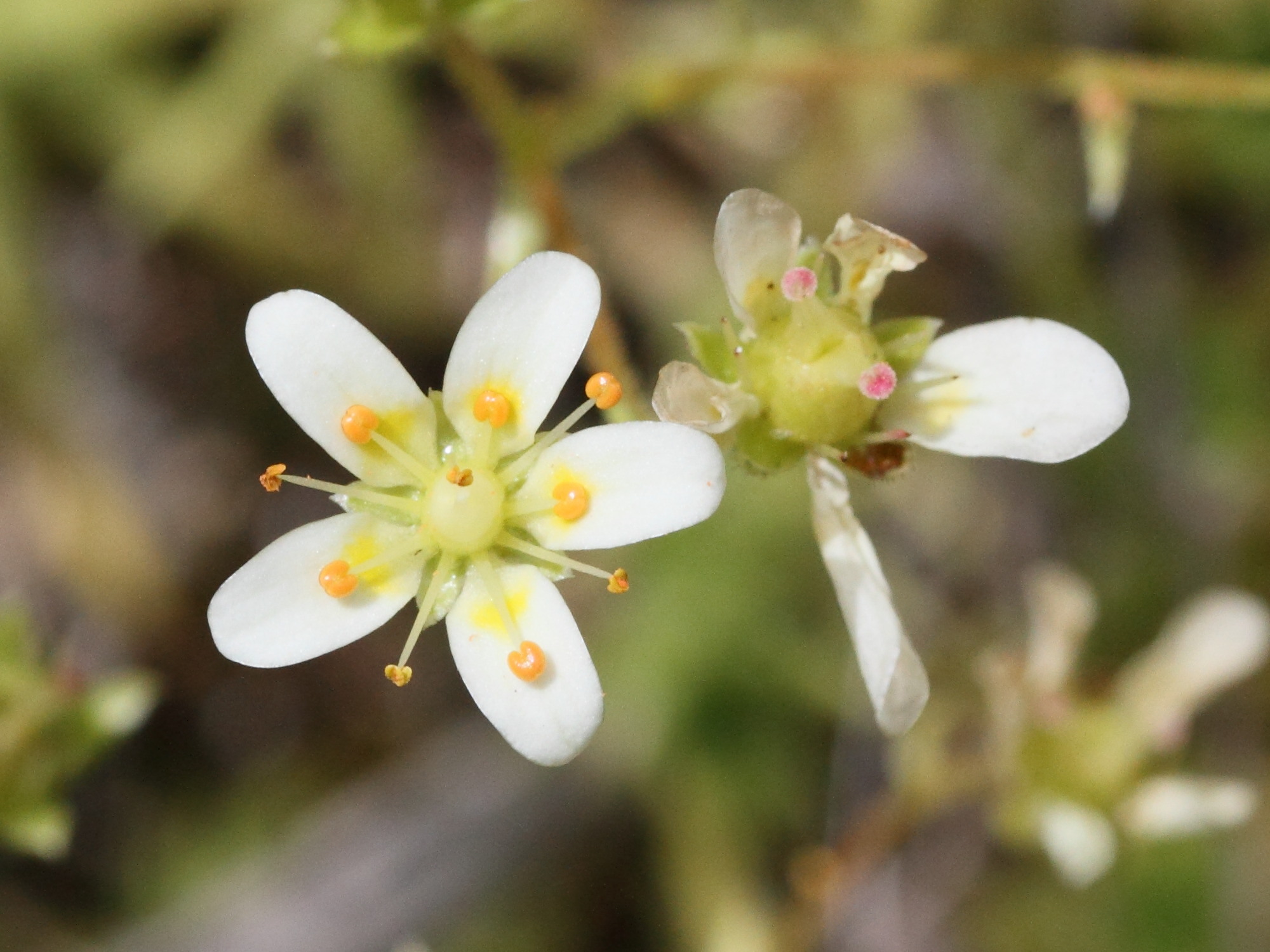 Afficher le média saxifraga_aspera2md saxifraga_aspera2md