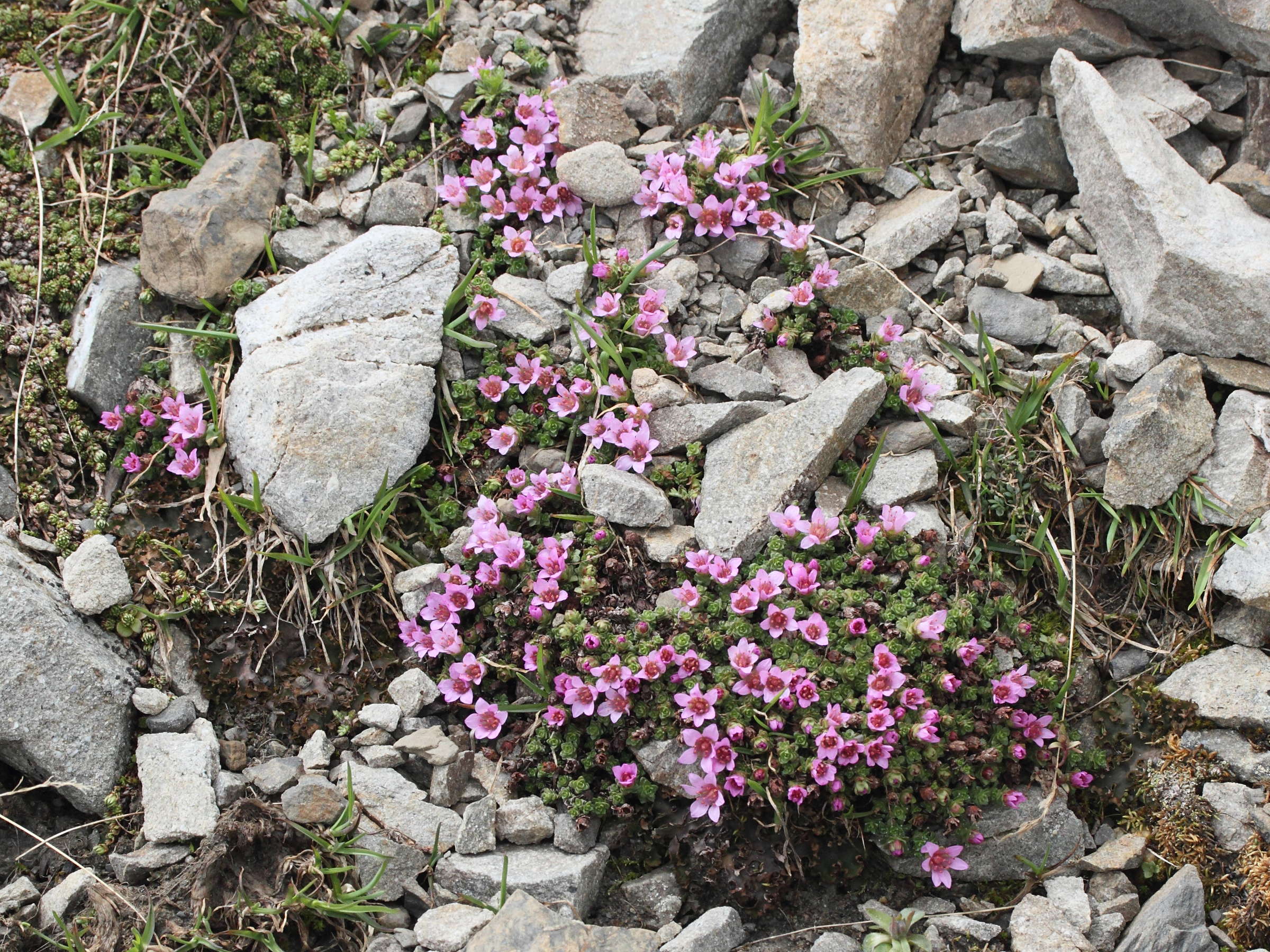 saxifraga_oppositifolia1md