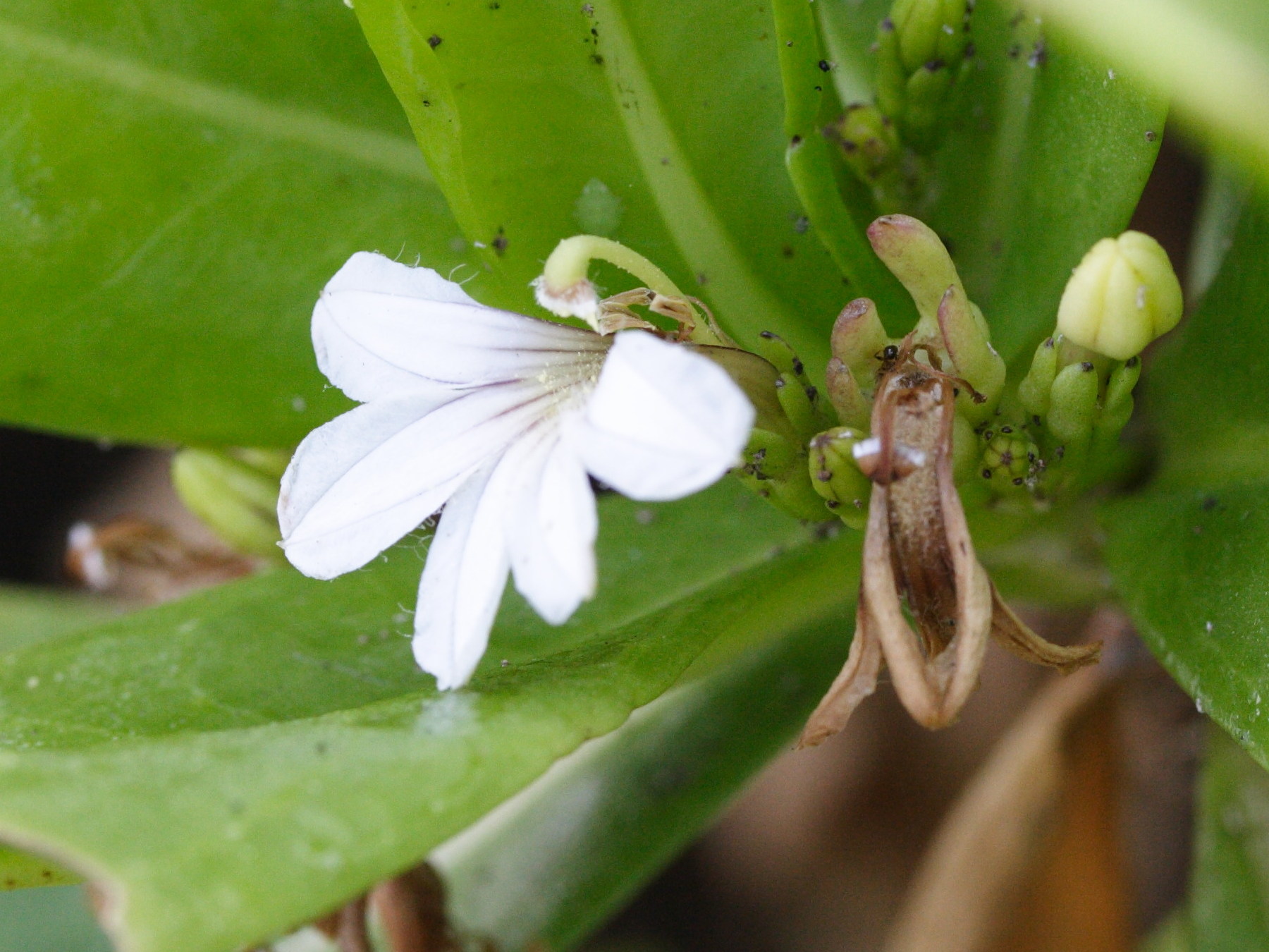 scaevola_taccada4md