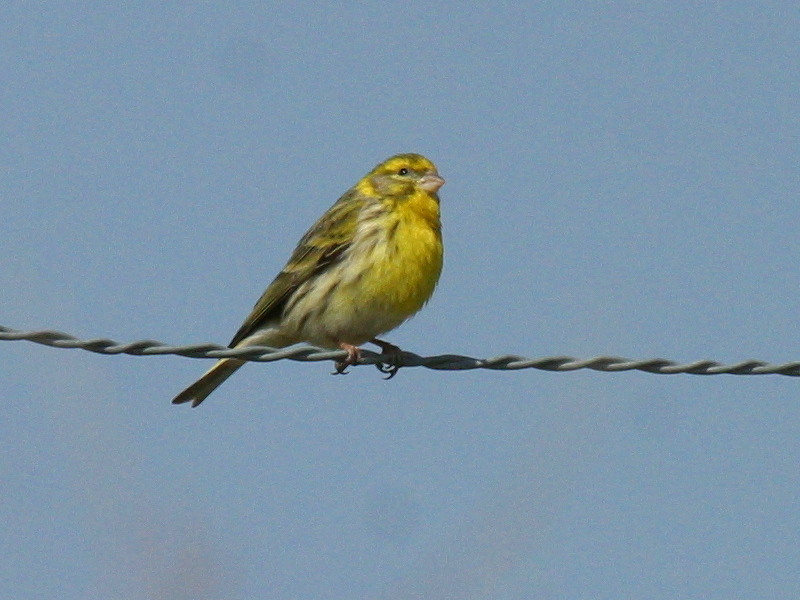 serin_cini_-_serinus_serinus3bd