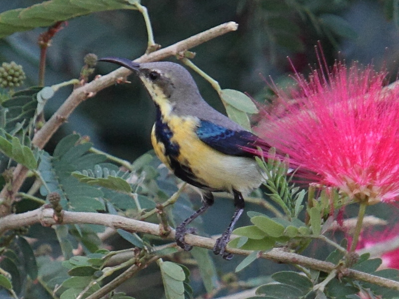 souimanga_asiatique_-_cinnyris_asiaticus2bd