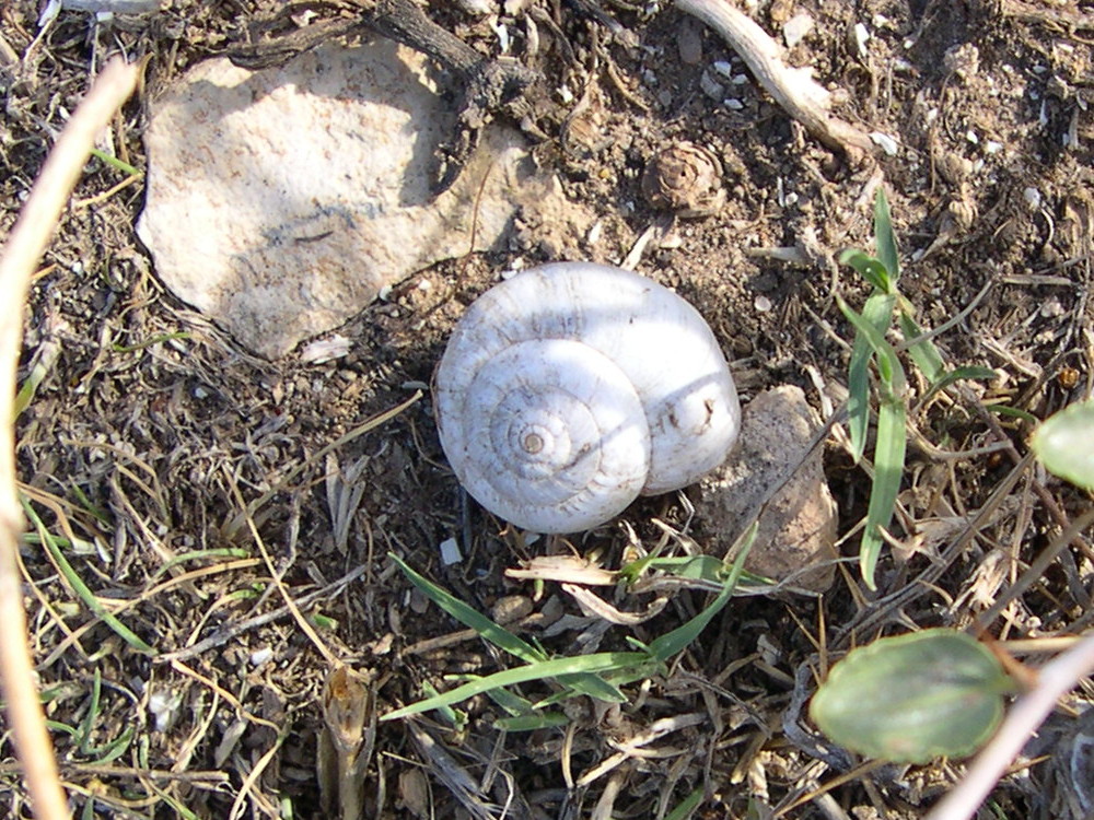 Afficher le média sphincterochila_candidissima1md sphincterochila_candidissima1md