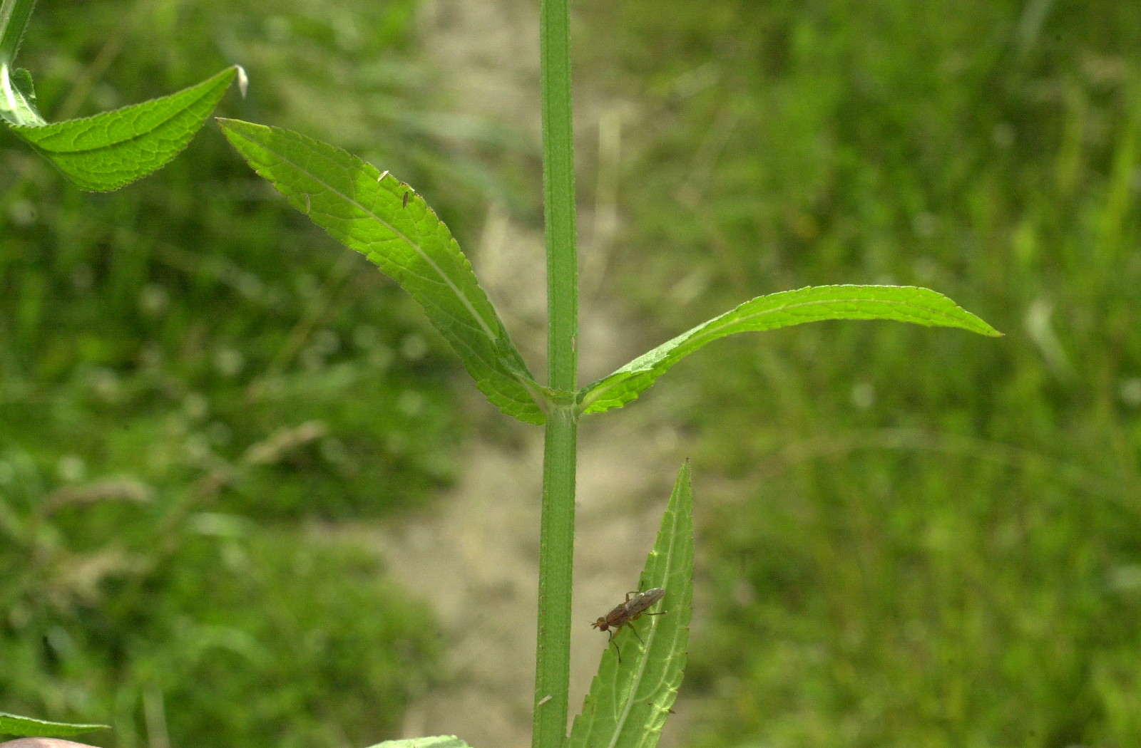 stachys_palustris3md