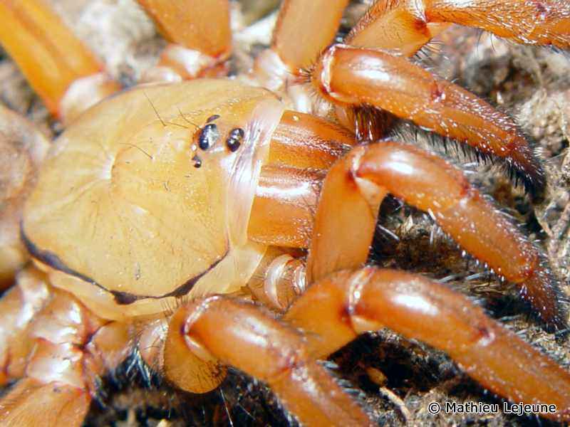 stasimopus_robertsi1ml