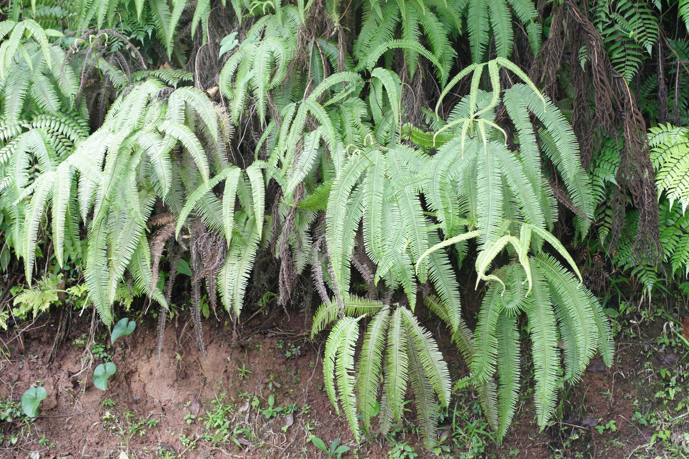 sticherus_bifidus1md